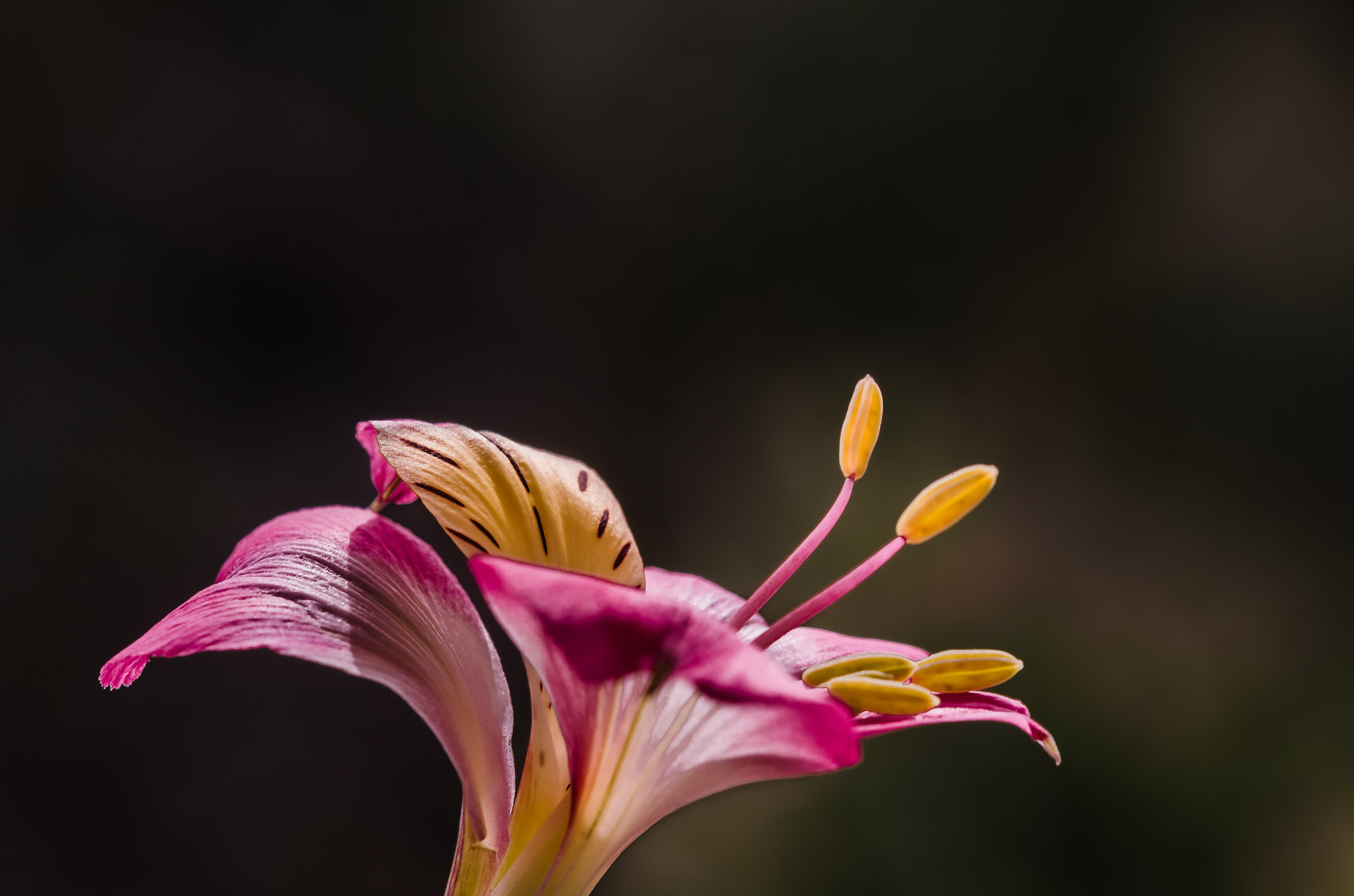 Sigma 105mm F2.8 EX DG OS HSM sample photo. Wake up! photography