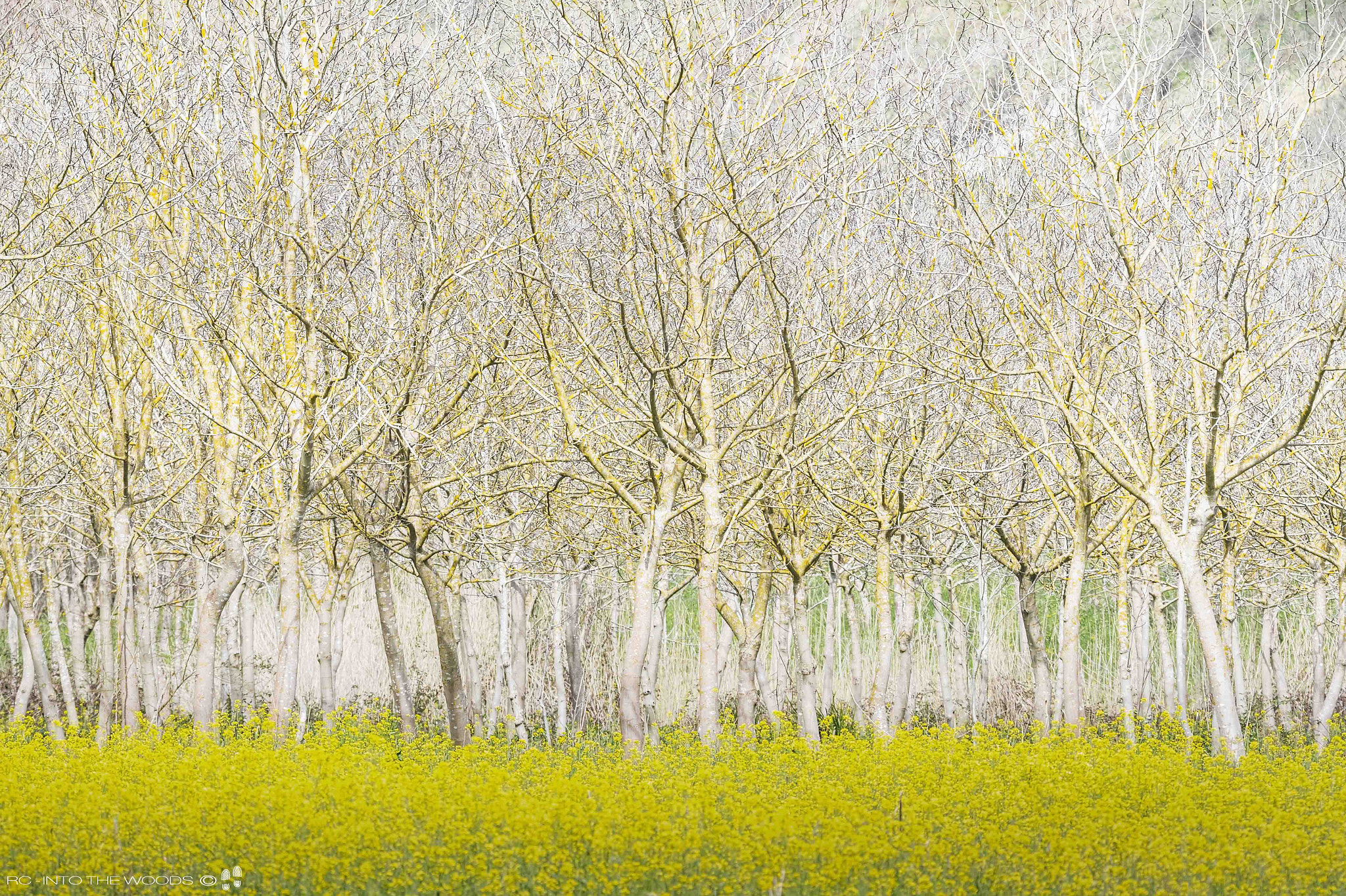 150-600mm F5-6.3 DG OS HSM | Sports 014 sample photo. Layers of spring photography