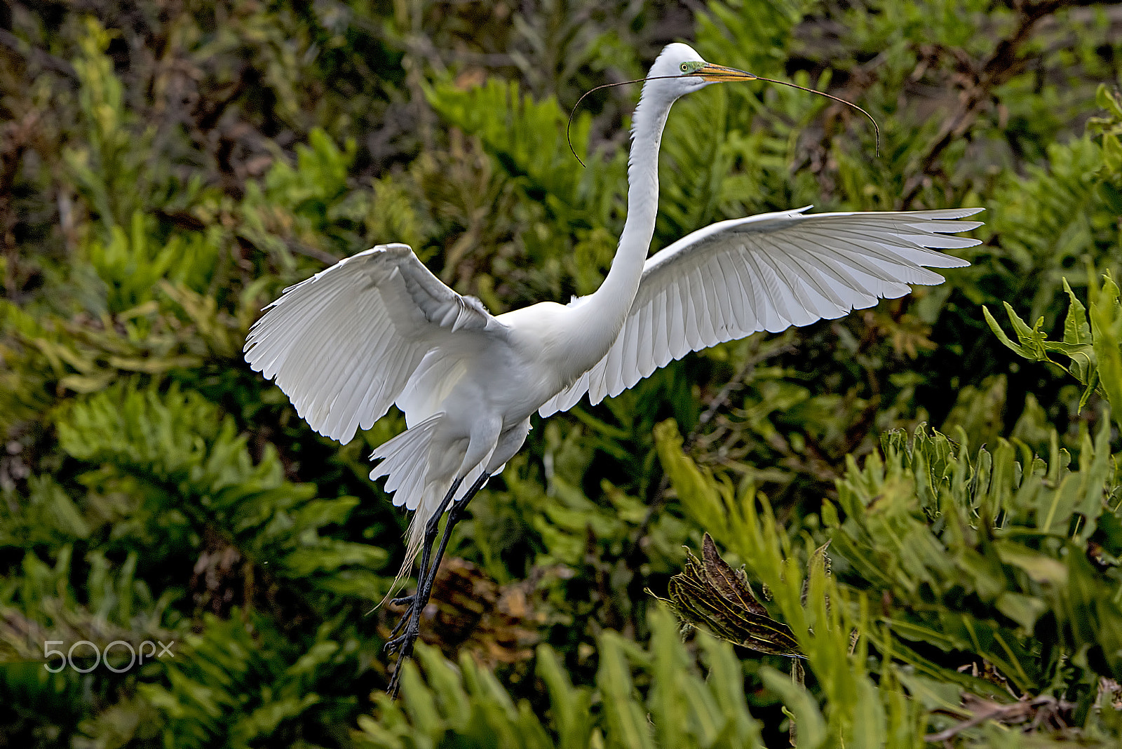 Nikon D810 sample photo. Nest building photography