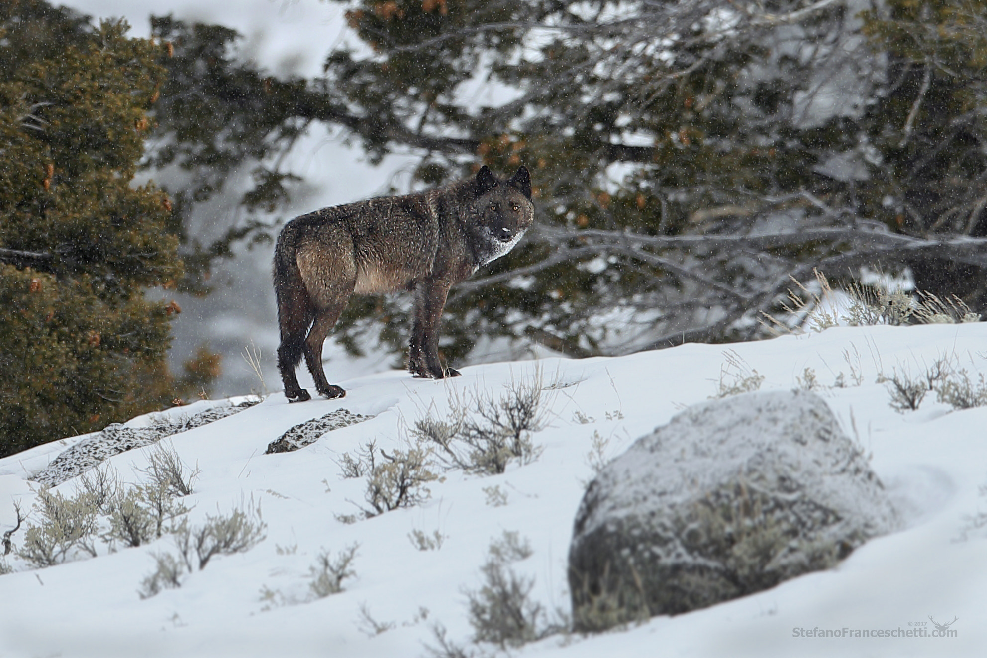 Canon EOS-1D X Mark II + Canon EF 400mm F2.8L IS II USM sample photo. Yellow eyes under the snowfall photography