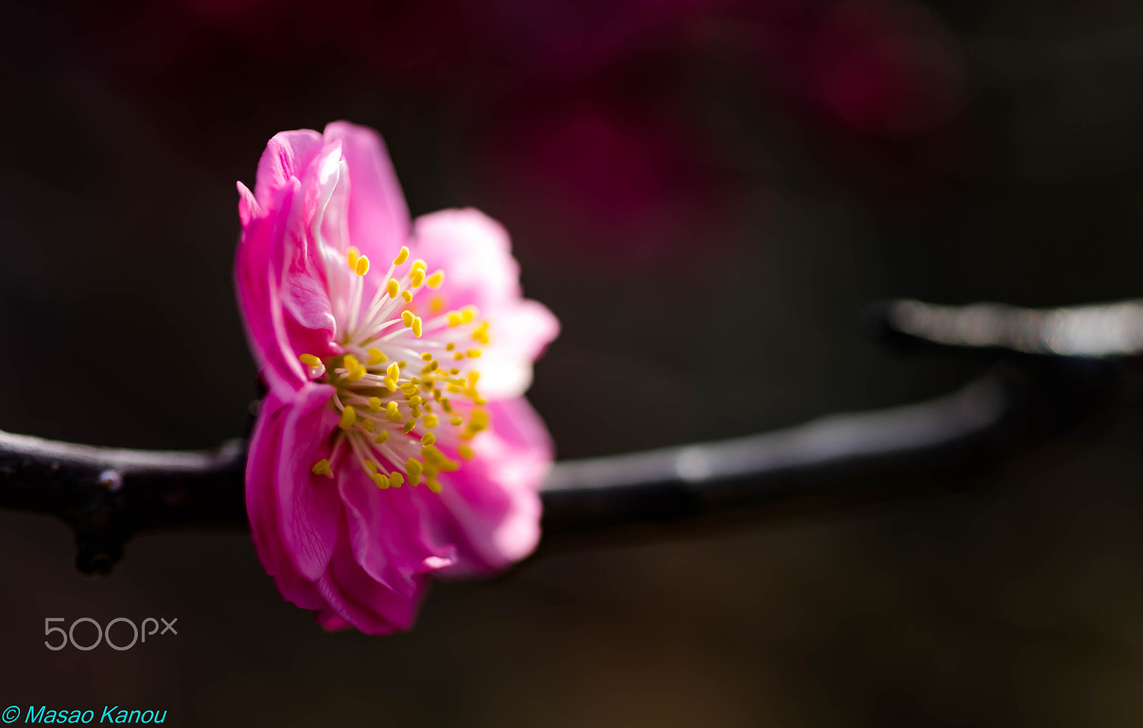 Sigma 70mm F2.8 EX DG Macro sample photo. Fragrance photography