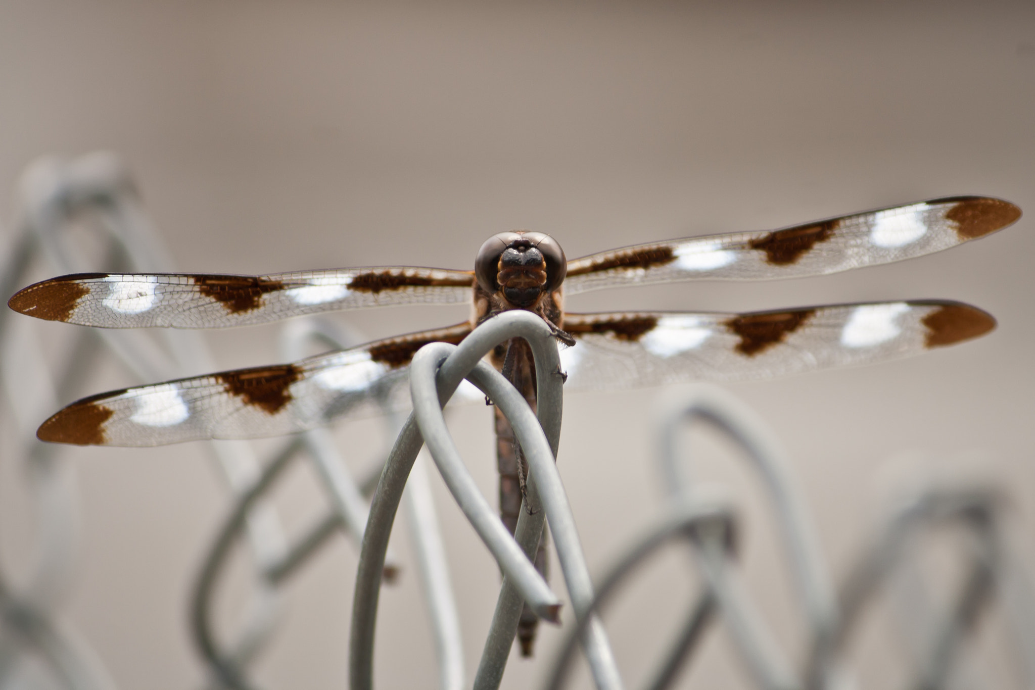 Canon EF-S 55-250mm F4-5.6 IS sample photo. Libellula pulchella (twelve-spotted skimmer) photography