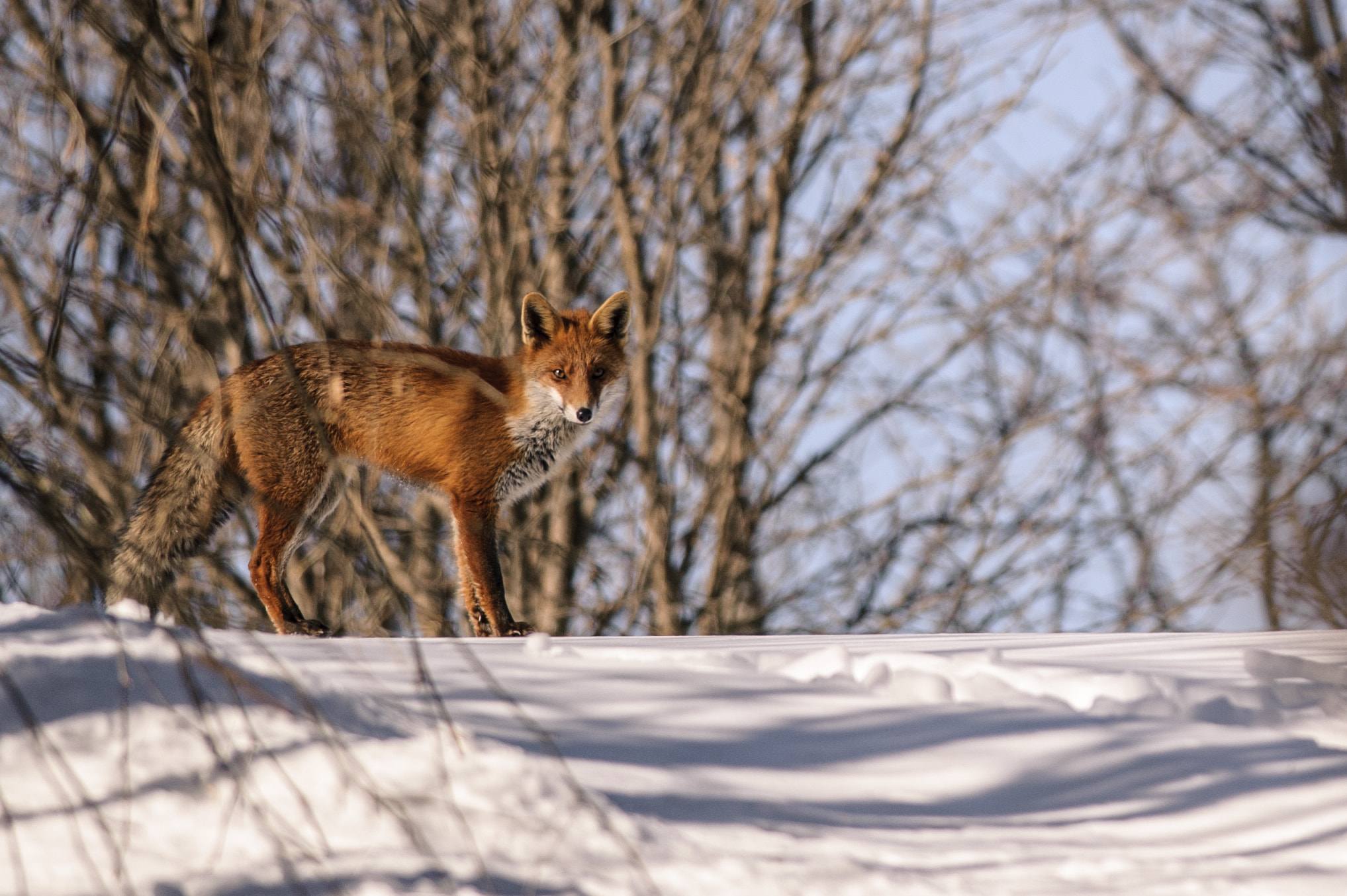 Nikon D700 + Nikon AF-S Nikkor 300mm F4D ED-IF sample photo. Unexepted encounter photography