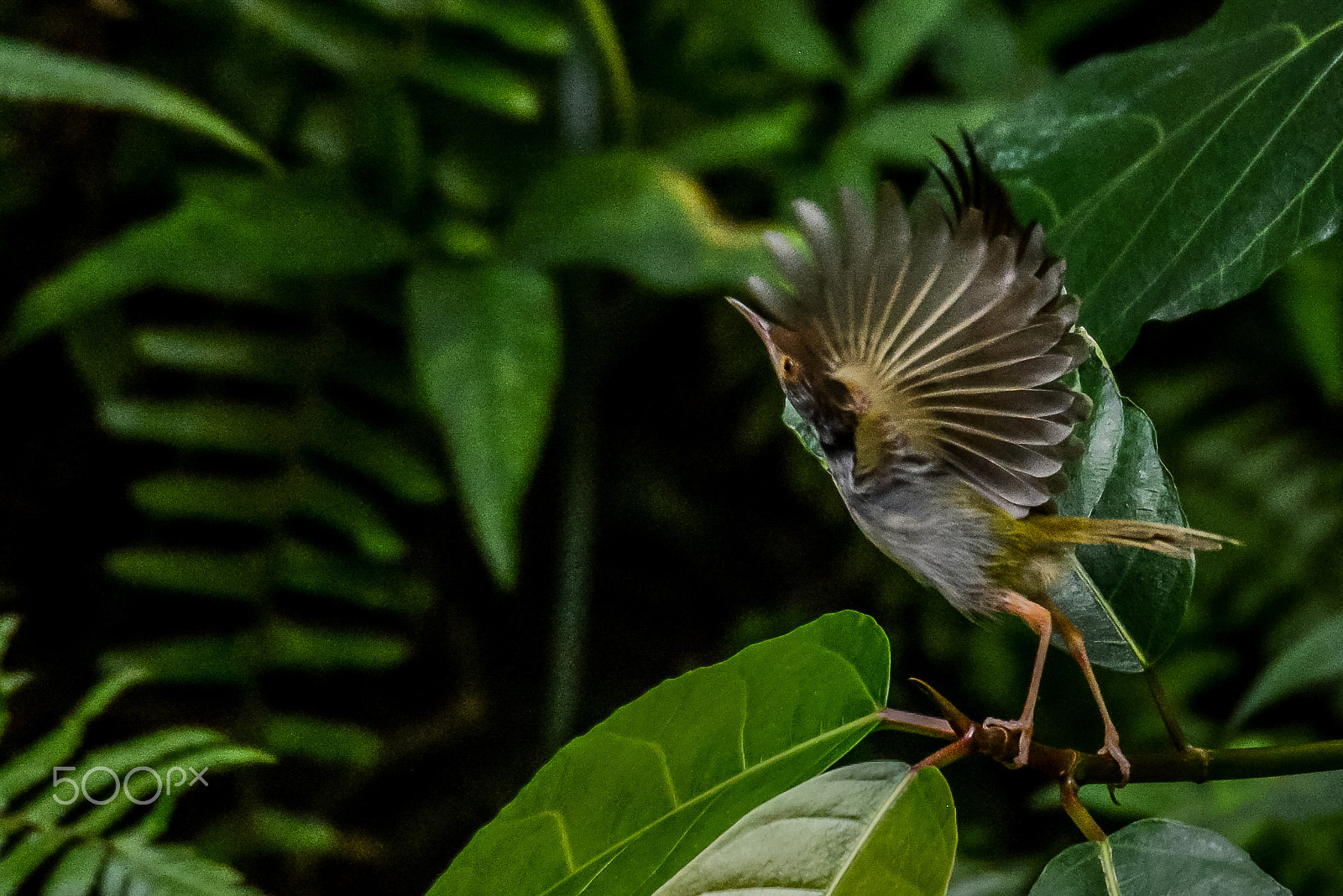 Nikon D800 sample photo. Take off! photography