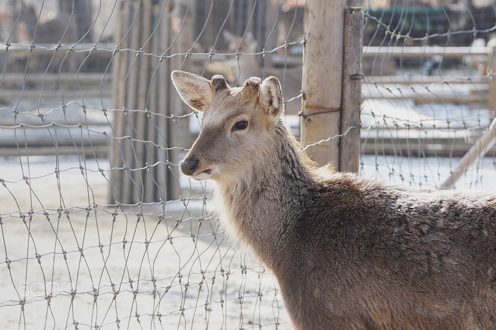 Sony a6000 + Sony FE 90mm F2.8 Macro G OSS sample photo. Deer photography