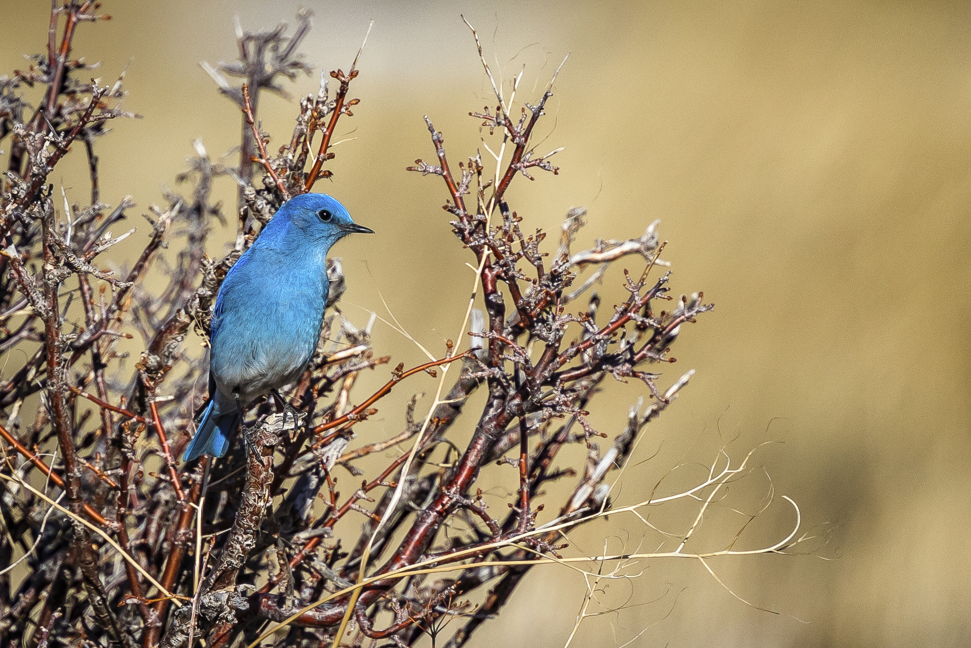 Canon EOS 5D Mark IV + Canon EF 400mm F4 DO IS II USM sample photo. Mountain bluebird photography