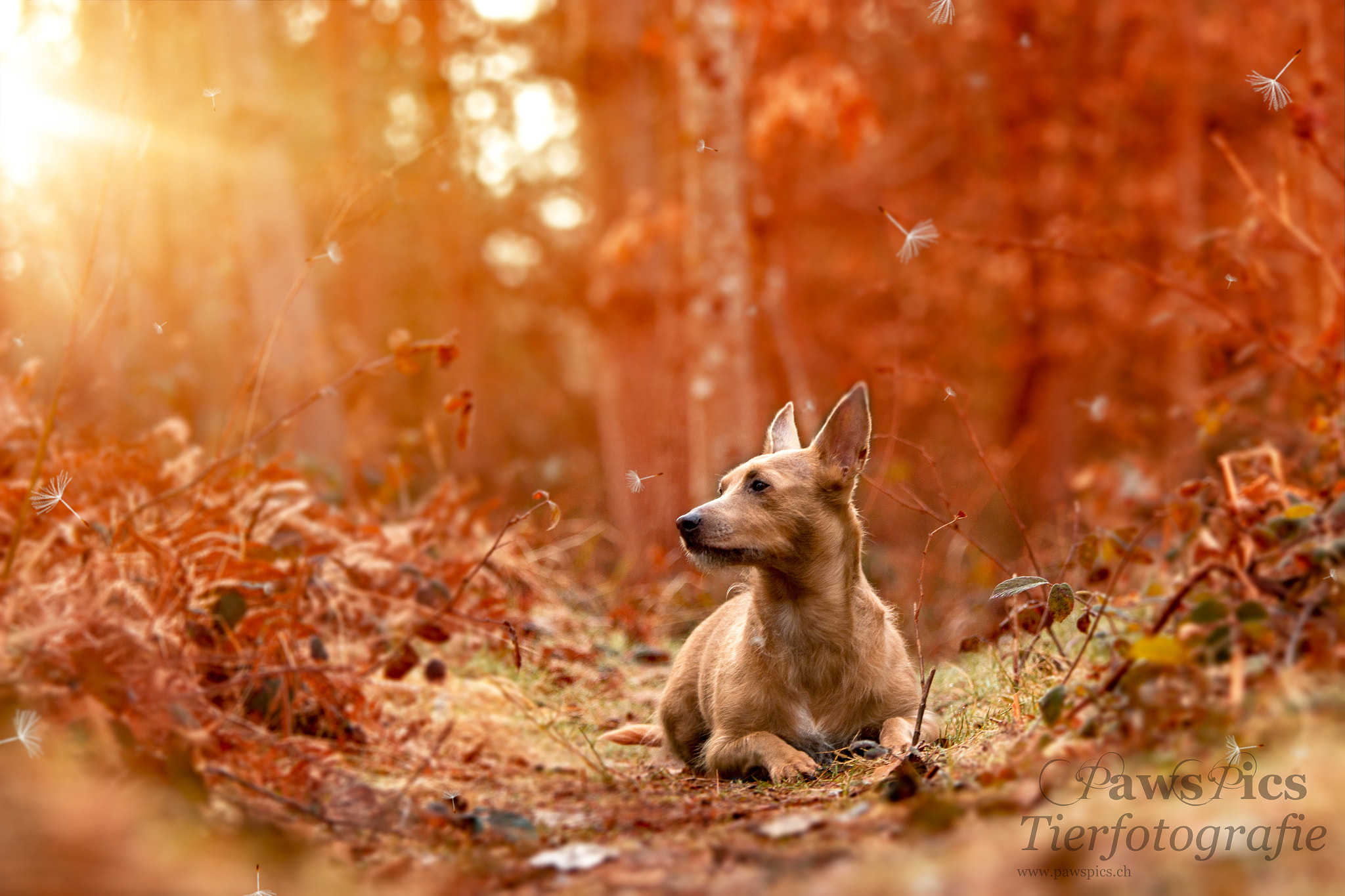 Canon EOS 70D + Canon EF 70-200mm F4L IS USM sample photo. Colors photography