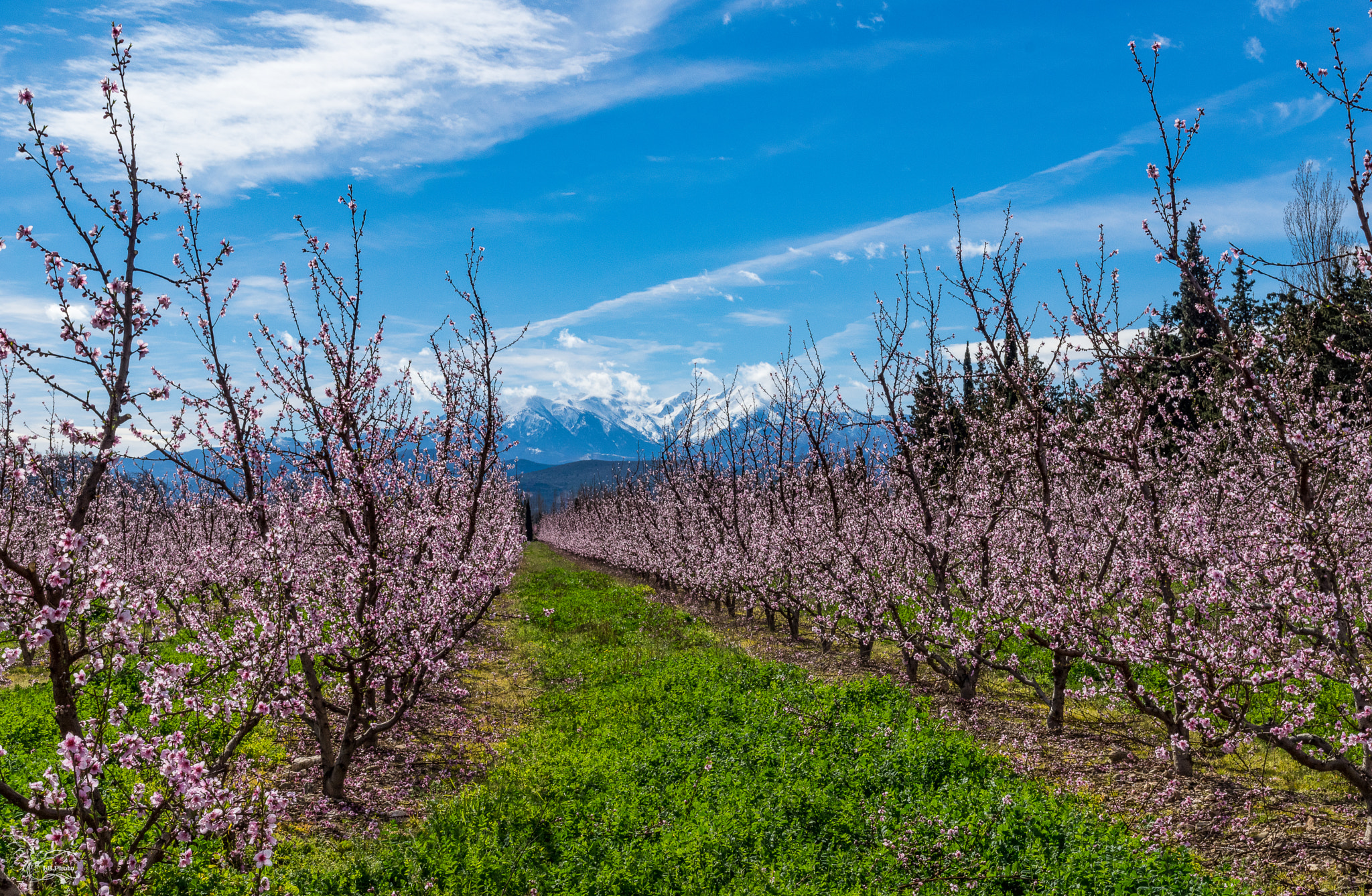 Pentax K-3 II sample photo. Peché en fleur au pied du canigou photography
