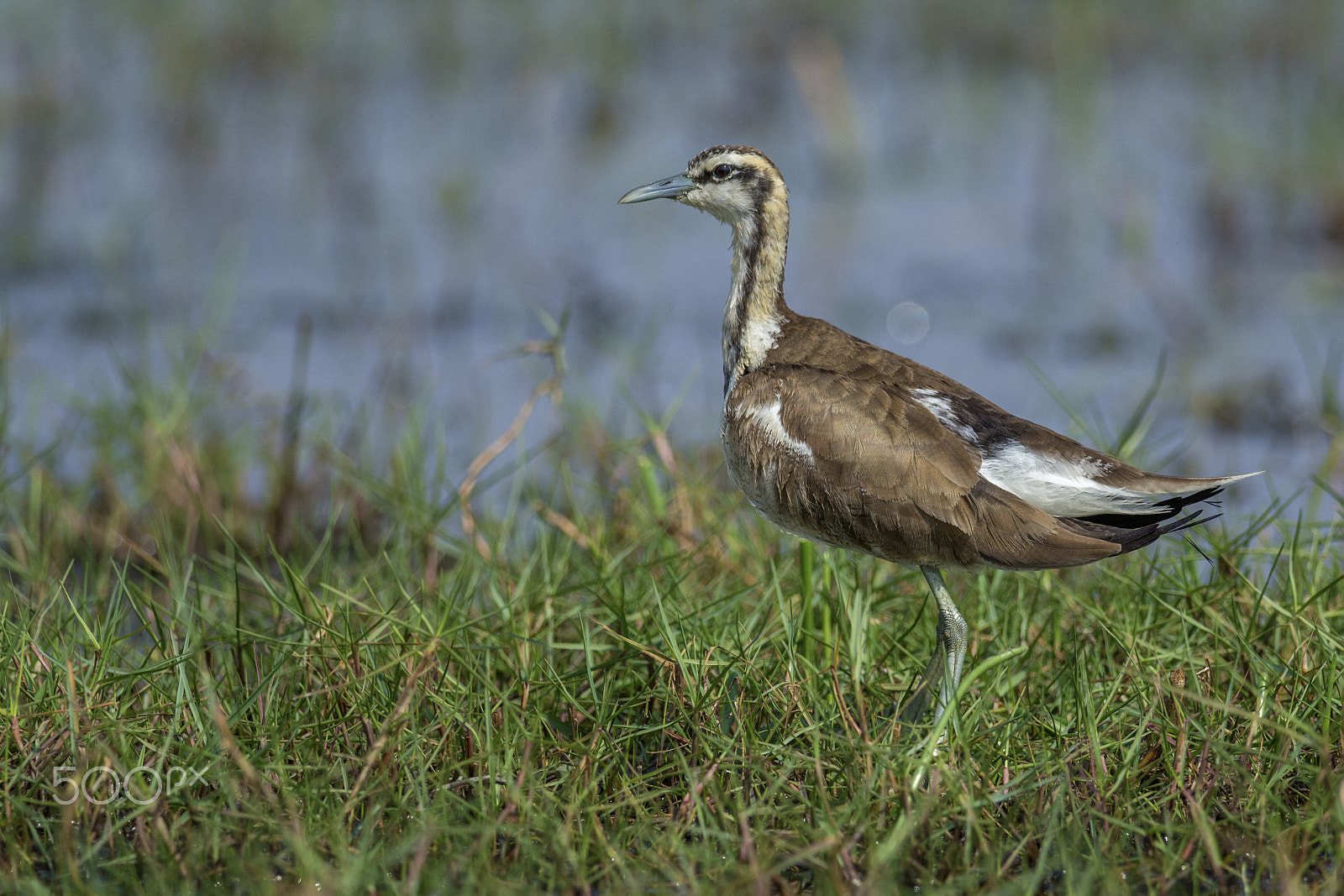 Nikon D7100 + Nikon AF-S Nikkor 300mm F4D ED-IF sample photo. Pheasant tailed jacana (hydrophasianus chirurgus) photography