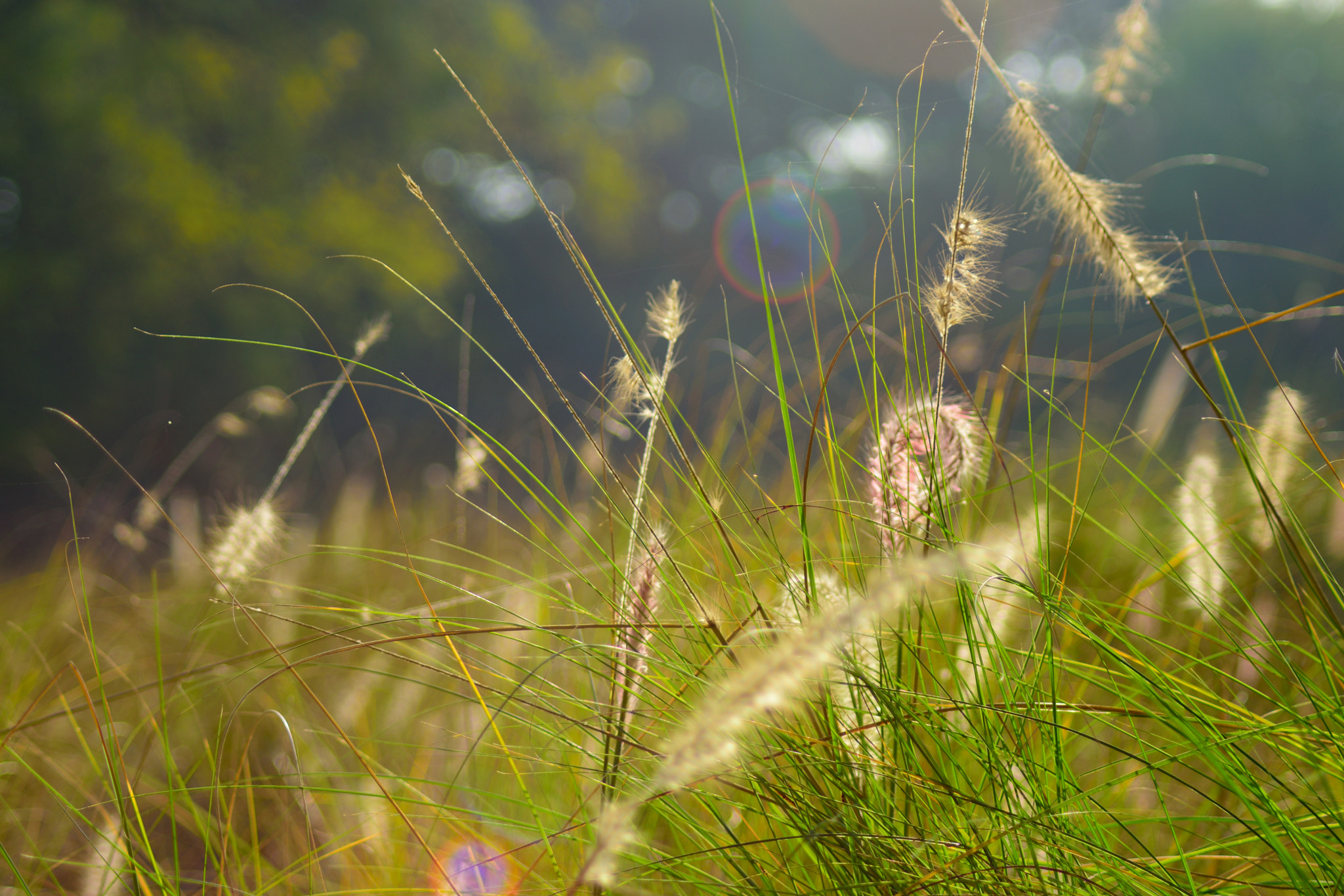 Nikon AF Nikkor 70-300mm F4-5.6G sample photo. Grass always looks green on the other side photography