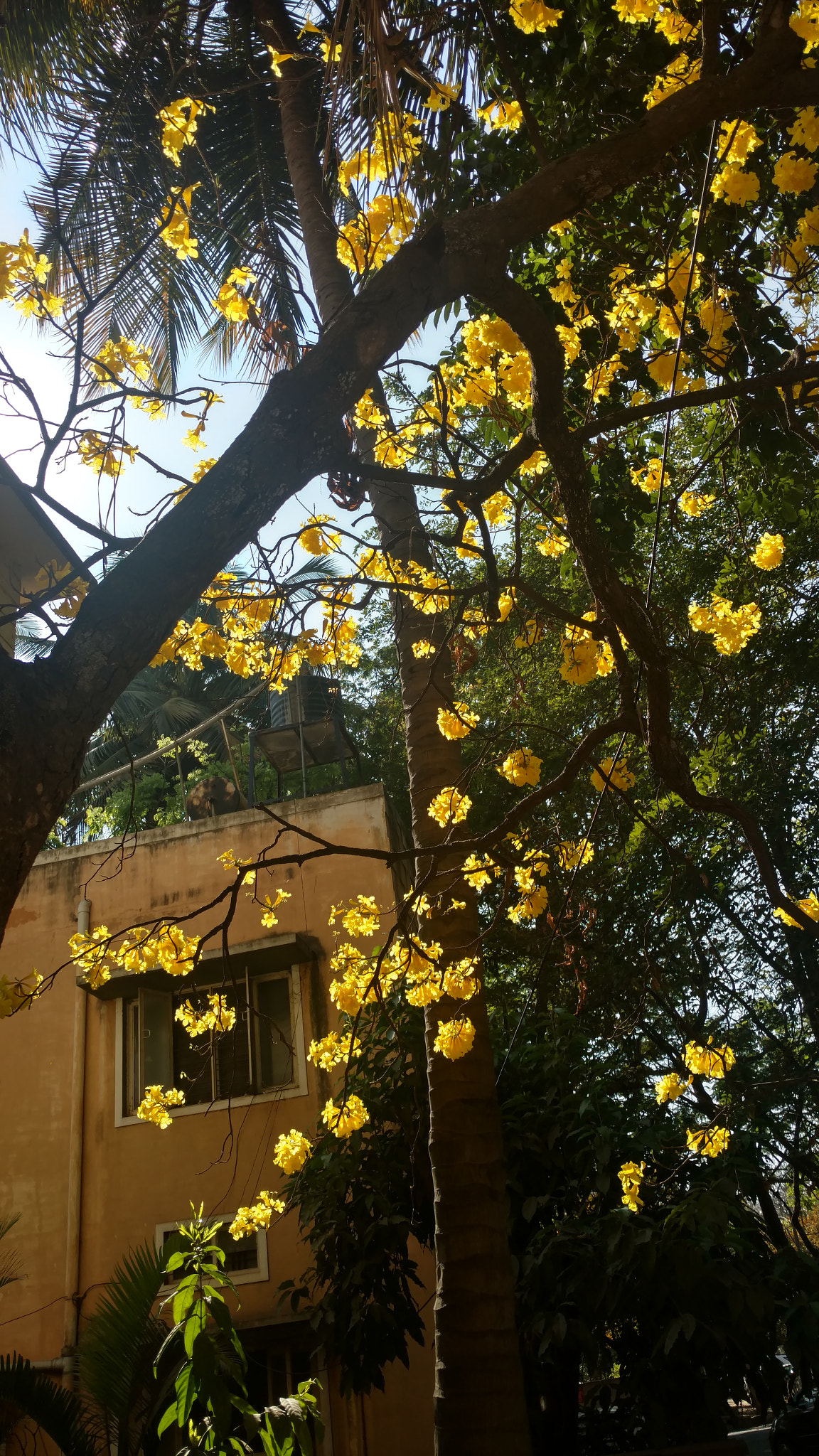 Motorola Moto X Style sample photo. Yellow flowers photography