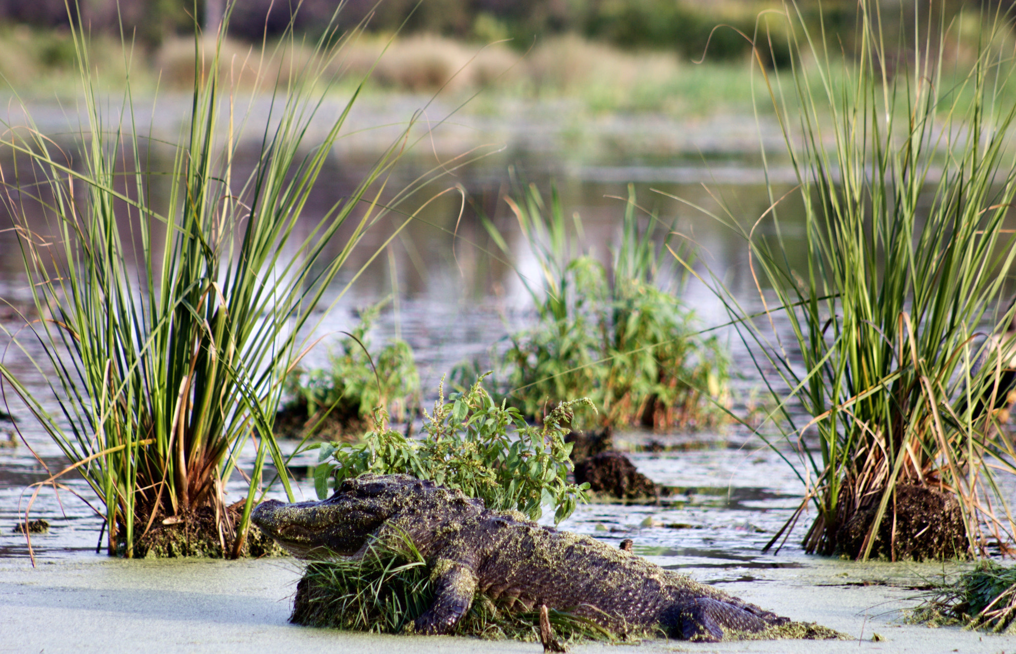 Canon EOS 100D (EOS Rebel SL1 / EOS Kiss X7) + EF75-300mm f/4-5.6 sample photo. St. mark's wildlife refuge photography