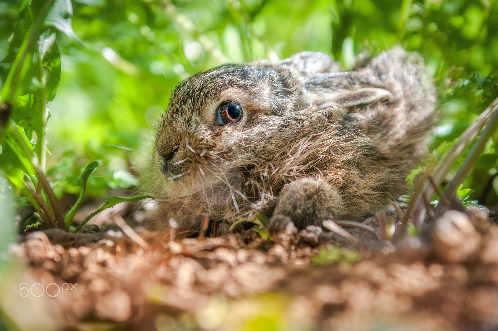Nikon AF-S Nikkor 24-70mm F2.8G ED sample photo. Lepus europaeus photography