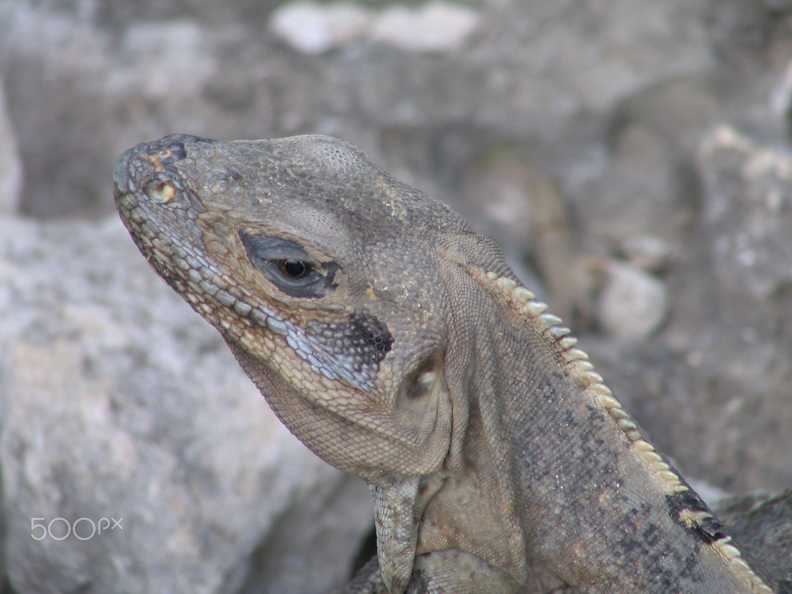 Canon POWERSHOT S1 IS sample photo. Lizard photography