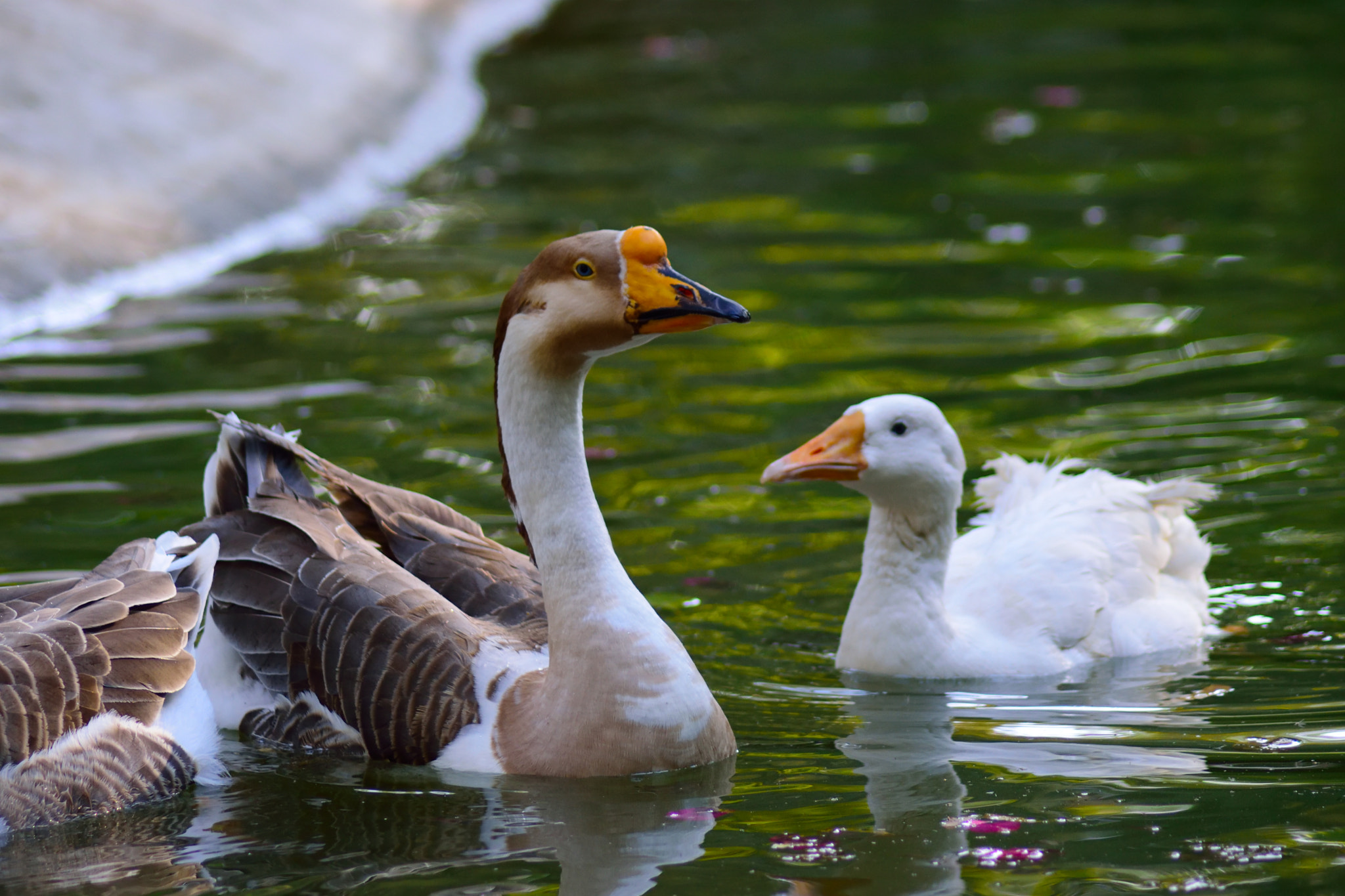 Nikon AF Nikkor 70-300mm F4-5.6G sample photo. Duck photography