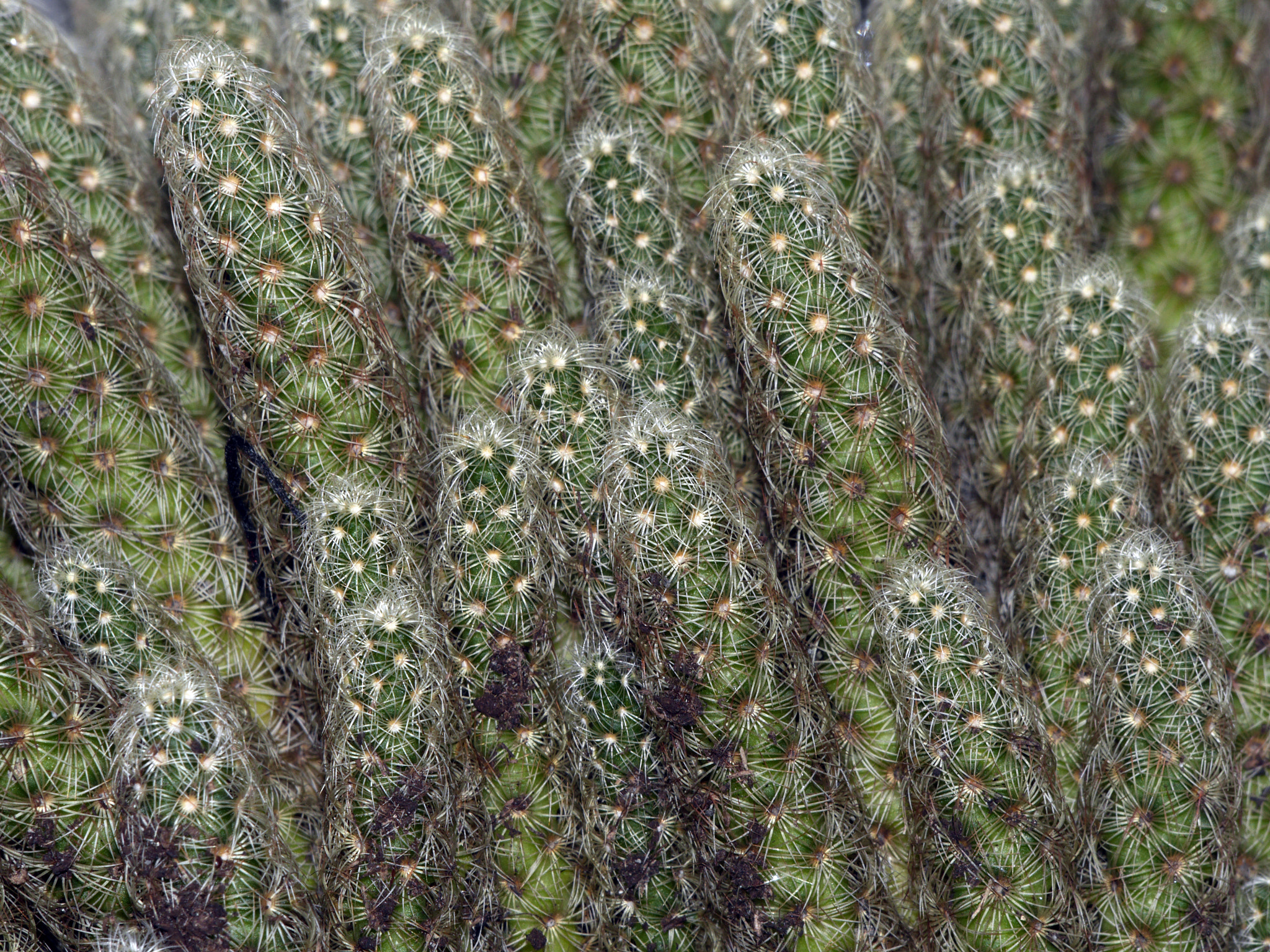 Panasonic Lumix DMC-GH3 sample photo. Cactus photography