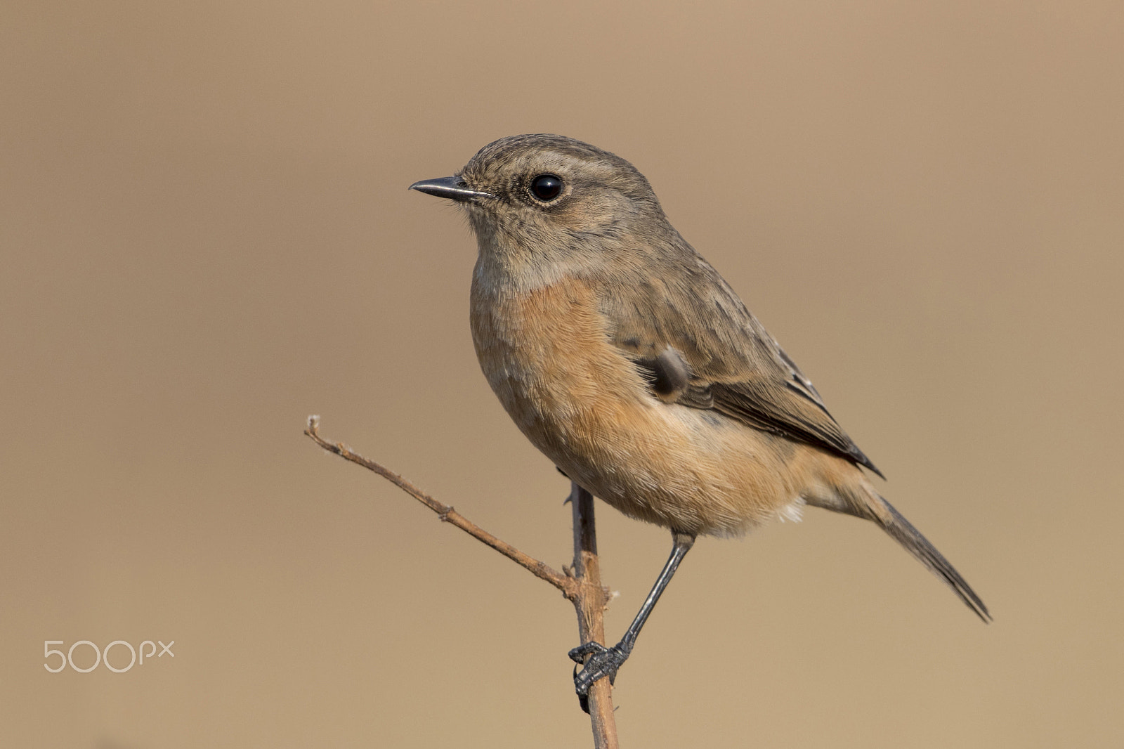 Nikon AF-S Nikkor 600mm F4G ED VR sample photo. An old friend: stonechat photography