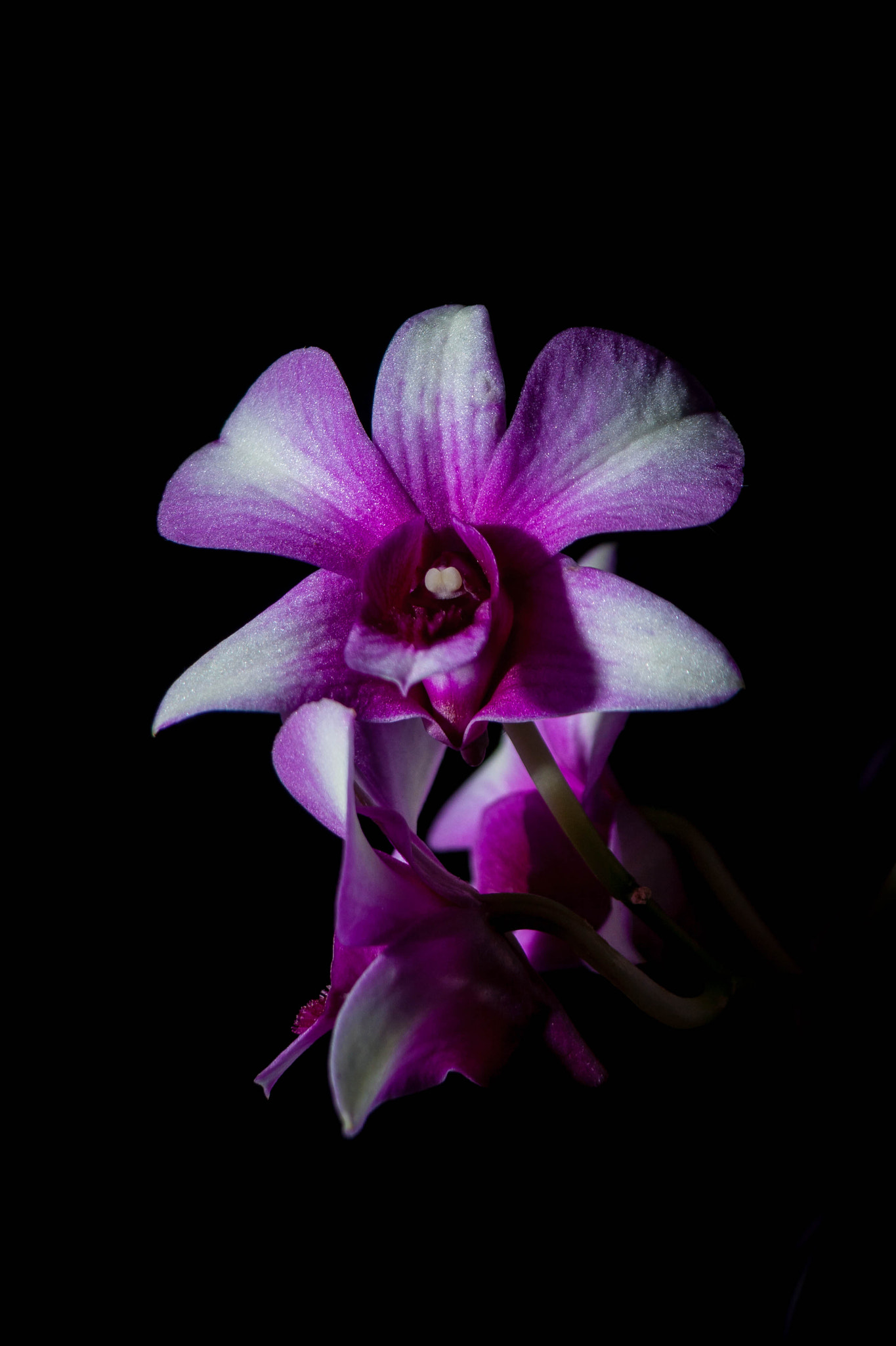 Canon EF 35-80mm f/4-5.6 sample photo. Orchids 2 photography