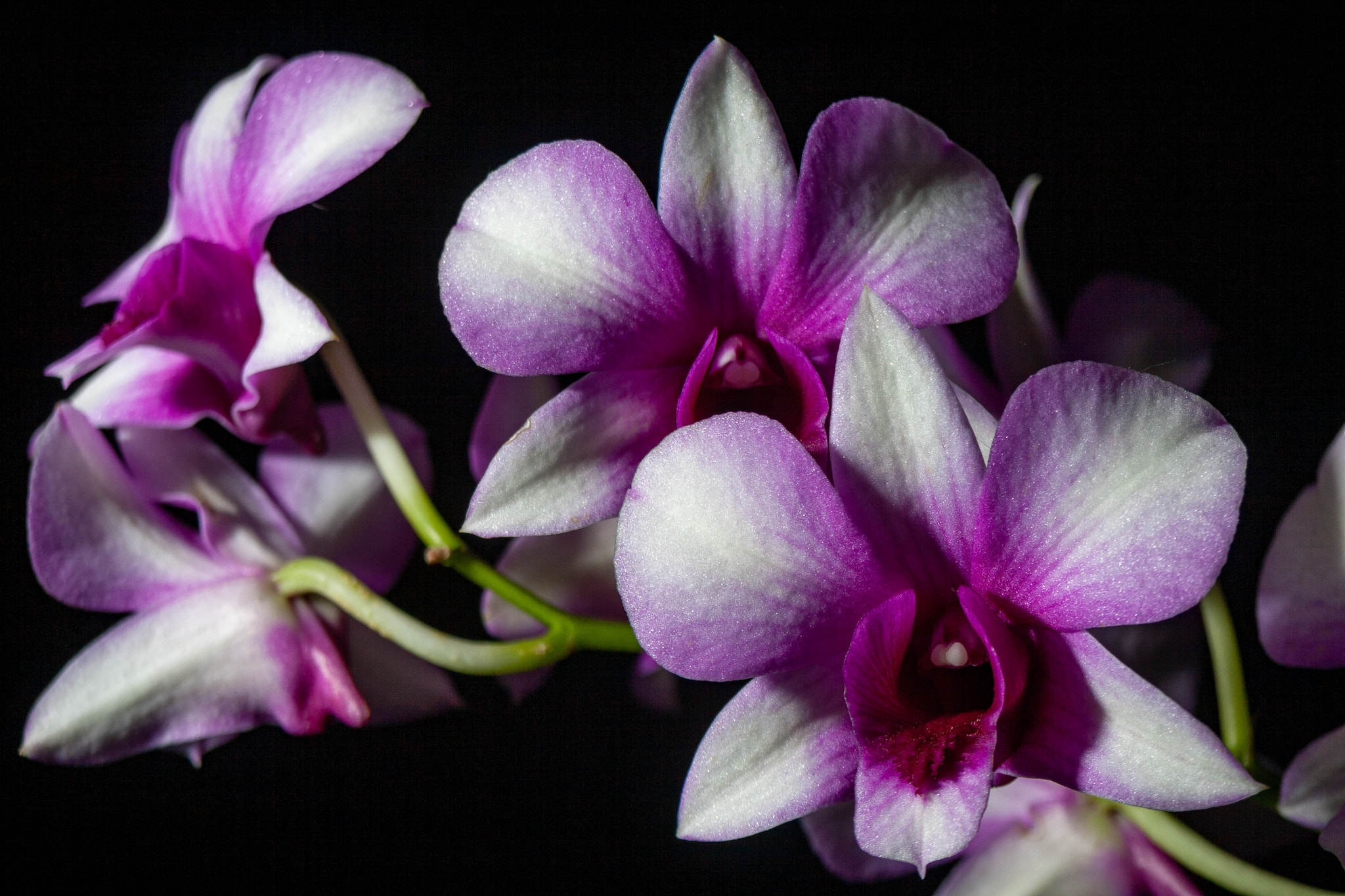 Canon EF 35-80mm f/4-5.6 sample photo. Orchids 1 photography