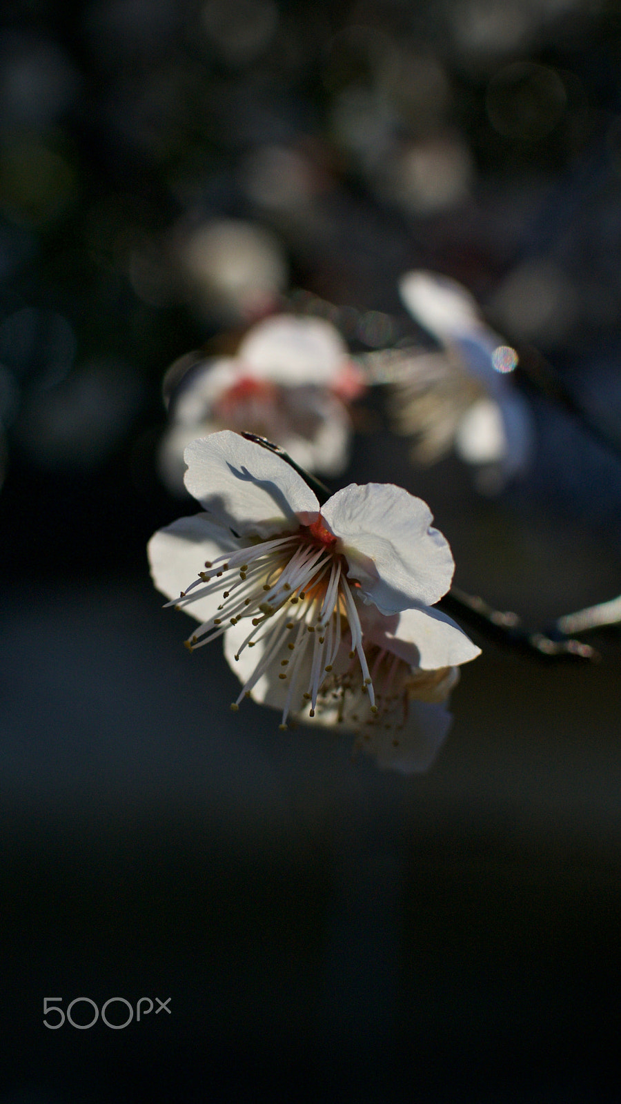 Nikon 1 Nikkor 18.5mm F1.8 sample photo. Plum blossoms photography