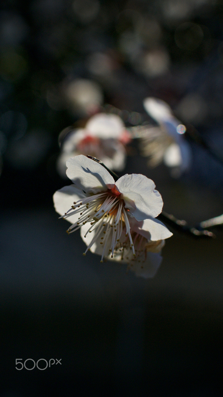 Nikon 1 J2 + Nikon 1 Nikkor 18.5mm F1.8 sample photo. Plum blossoms photography