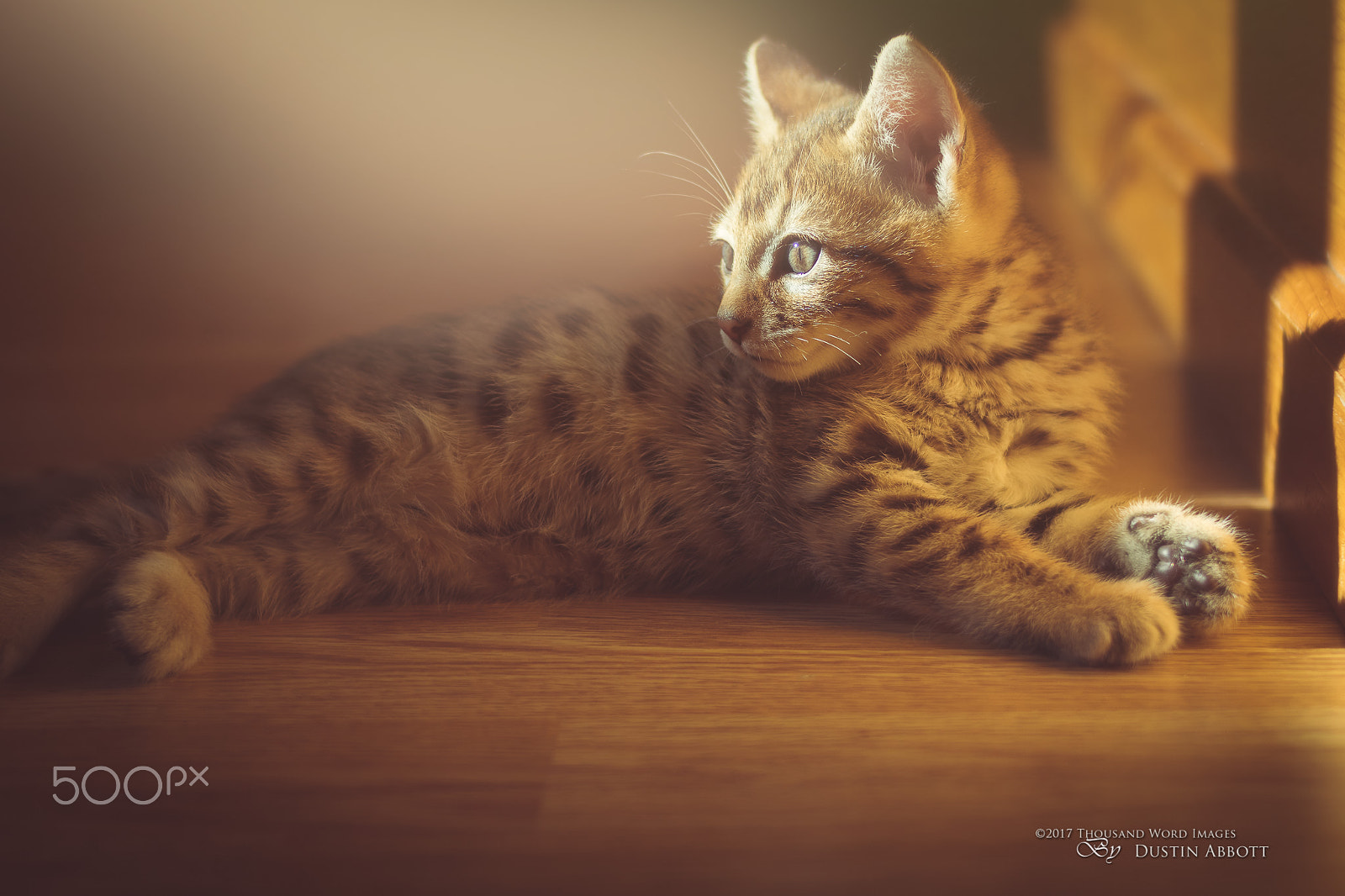 Voigtlander Ultron 40mm f/2 SLII Aspherical sample photo. Little leopard cat photography