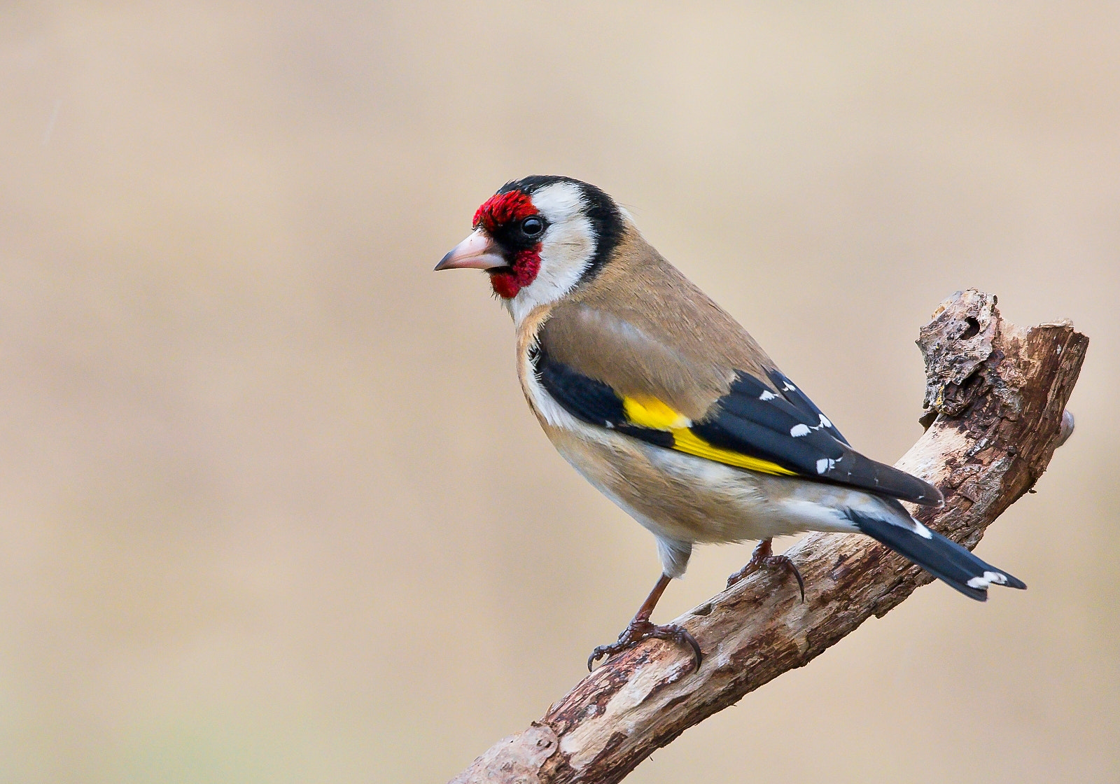 Sigma 120-400mm F4.5-5.6 DG OS HSM sample photo. Goldfinch photography