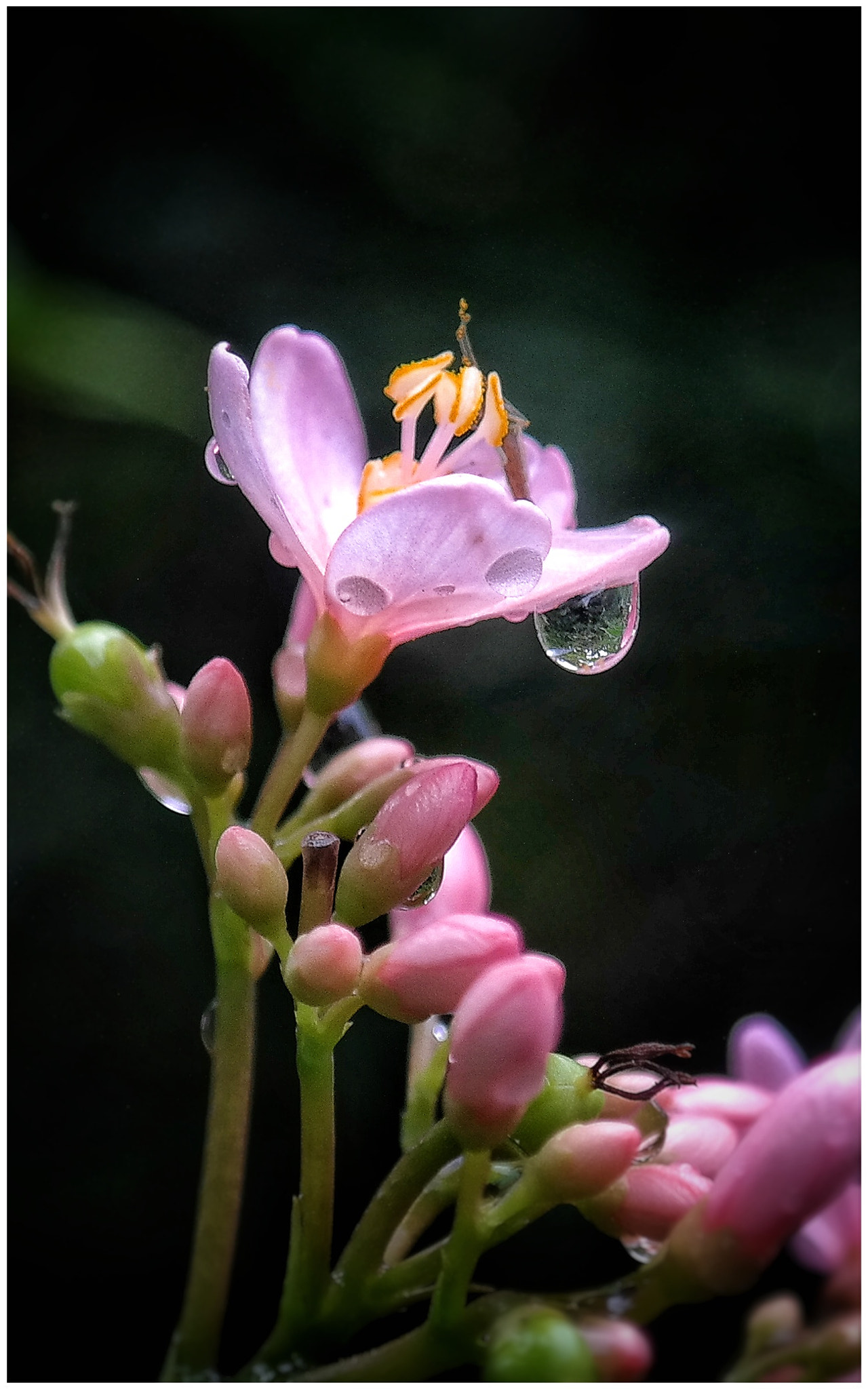 Samsung NX300M sample photo. Tear  photography