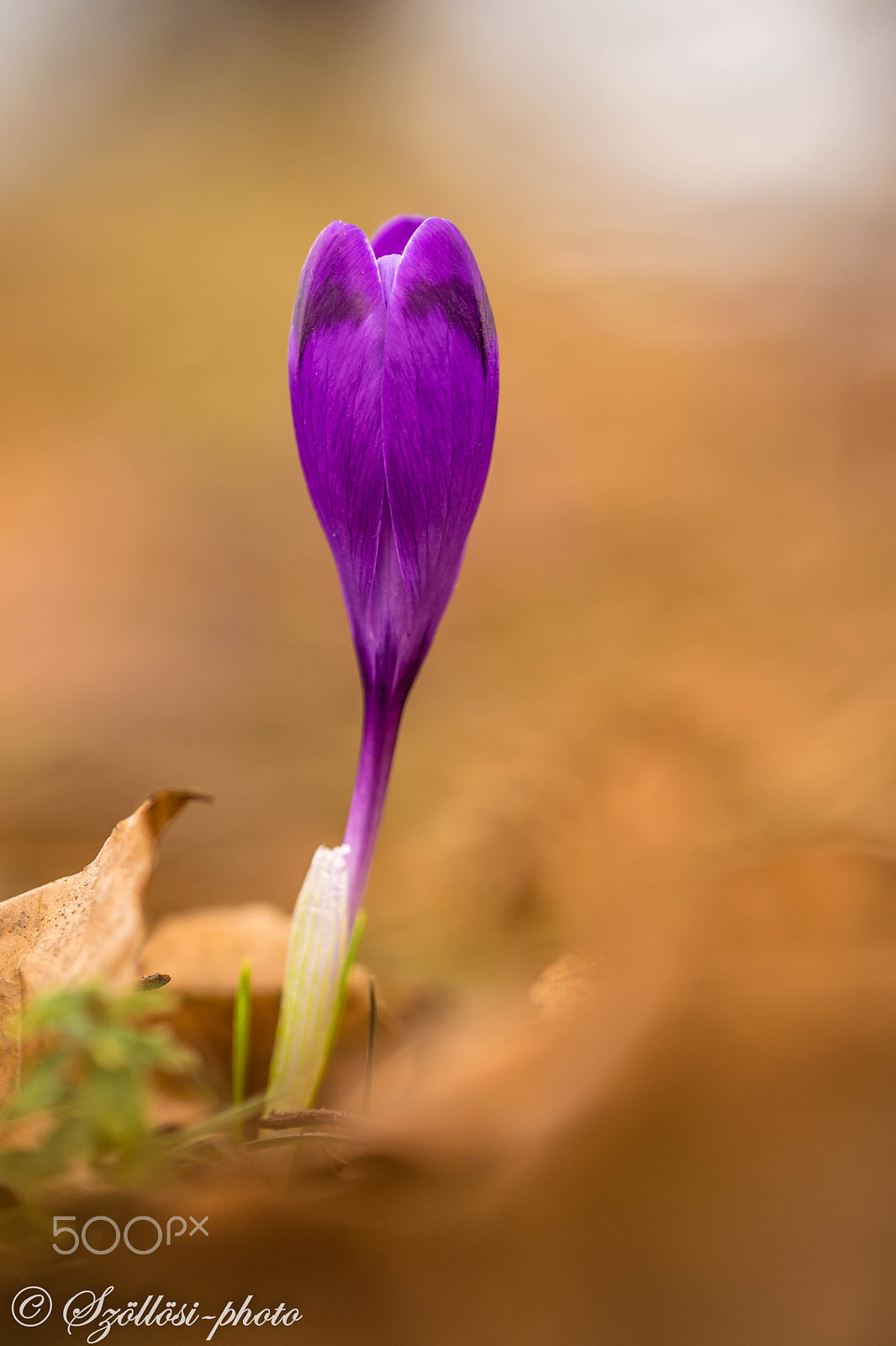 Sigma 105mm F2.8 EX DG OS HSM sample photo. Colchicum photography