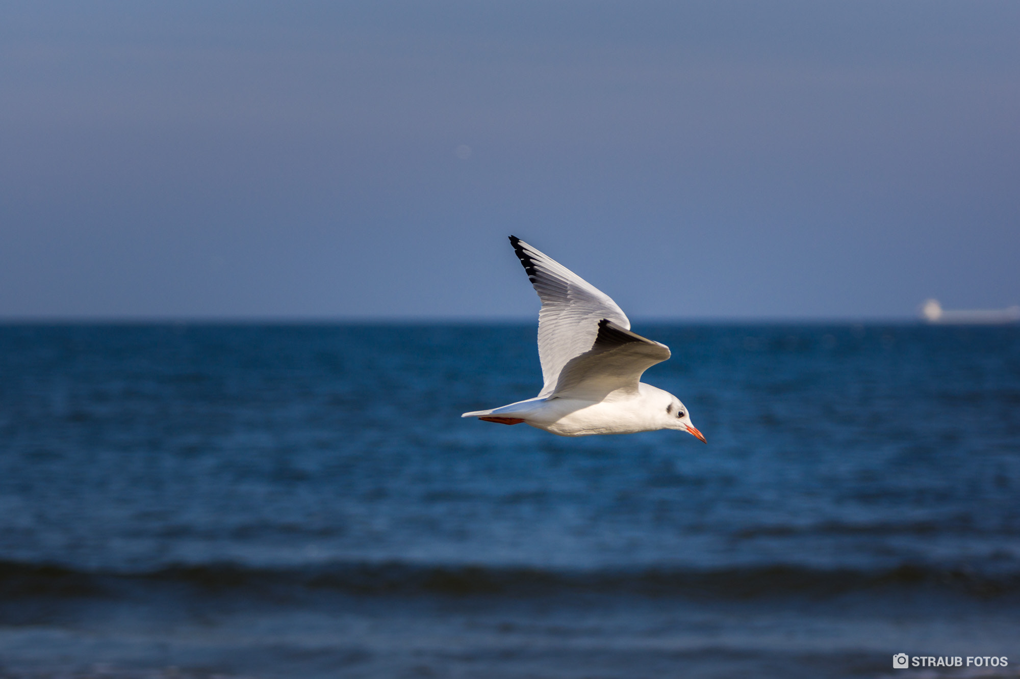 Sony SLT-A65 (SLT-A65V) sample photo. Eine seemöwe im flug über der ostsee photography