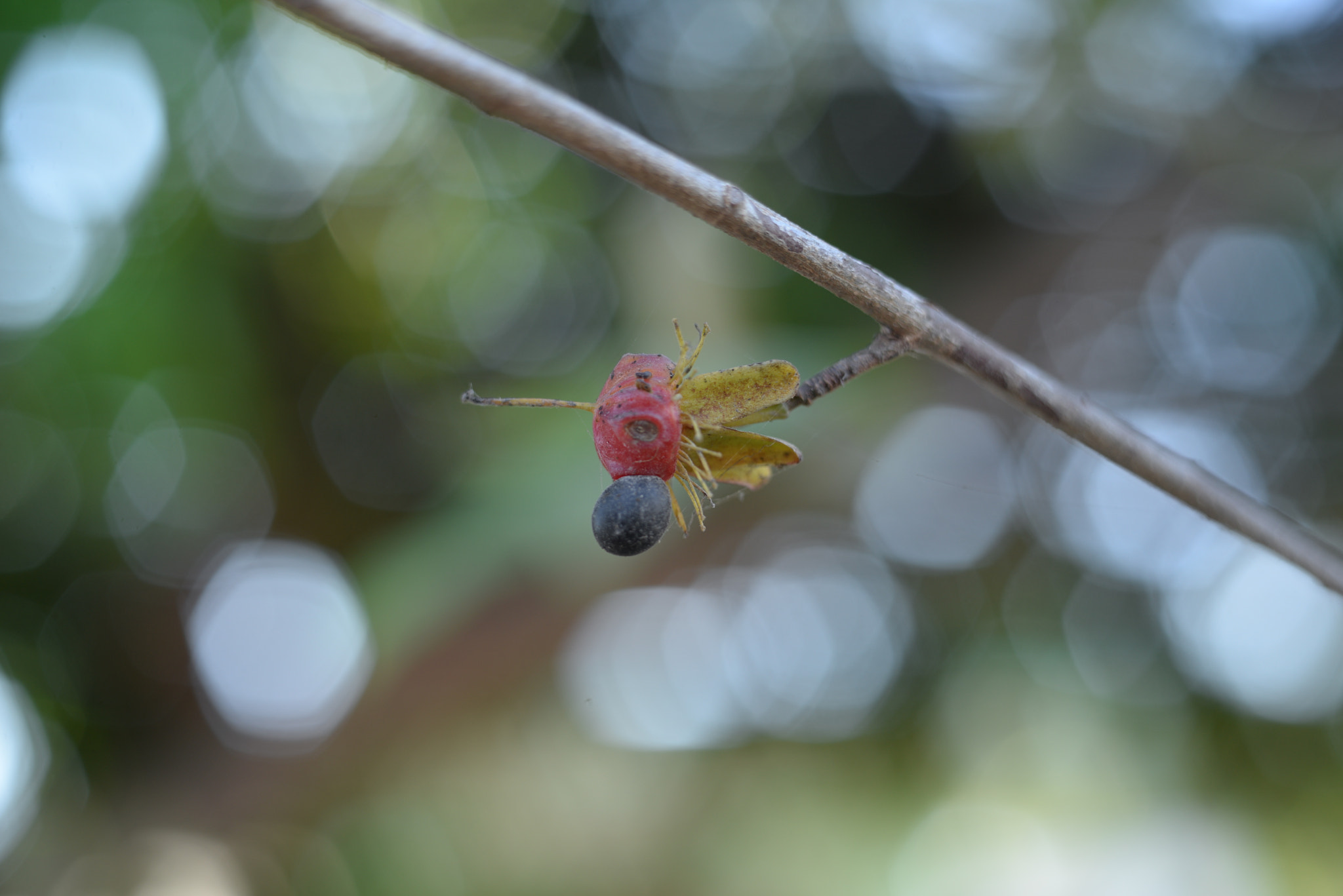 Manual Lens No CPU sample photo. Gin photography