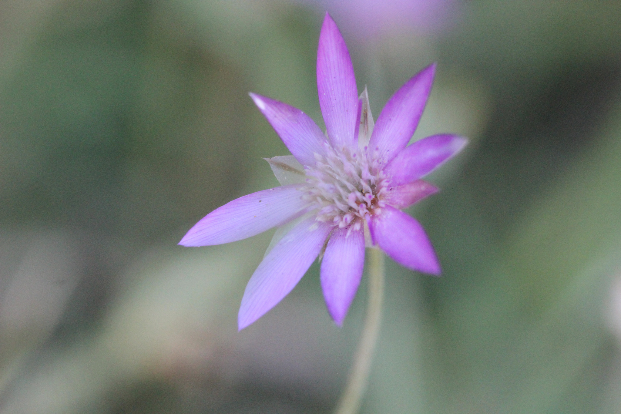 Canon EF 100mm F2.8 Macro USM sample photo. Tiny wildflower photography