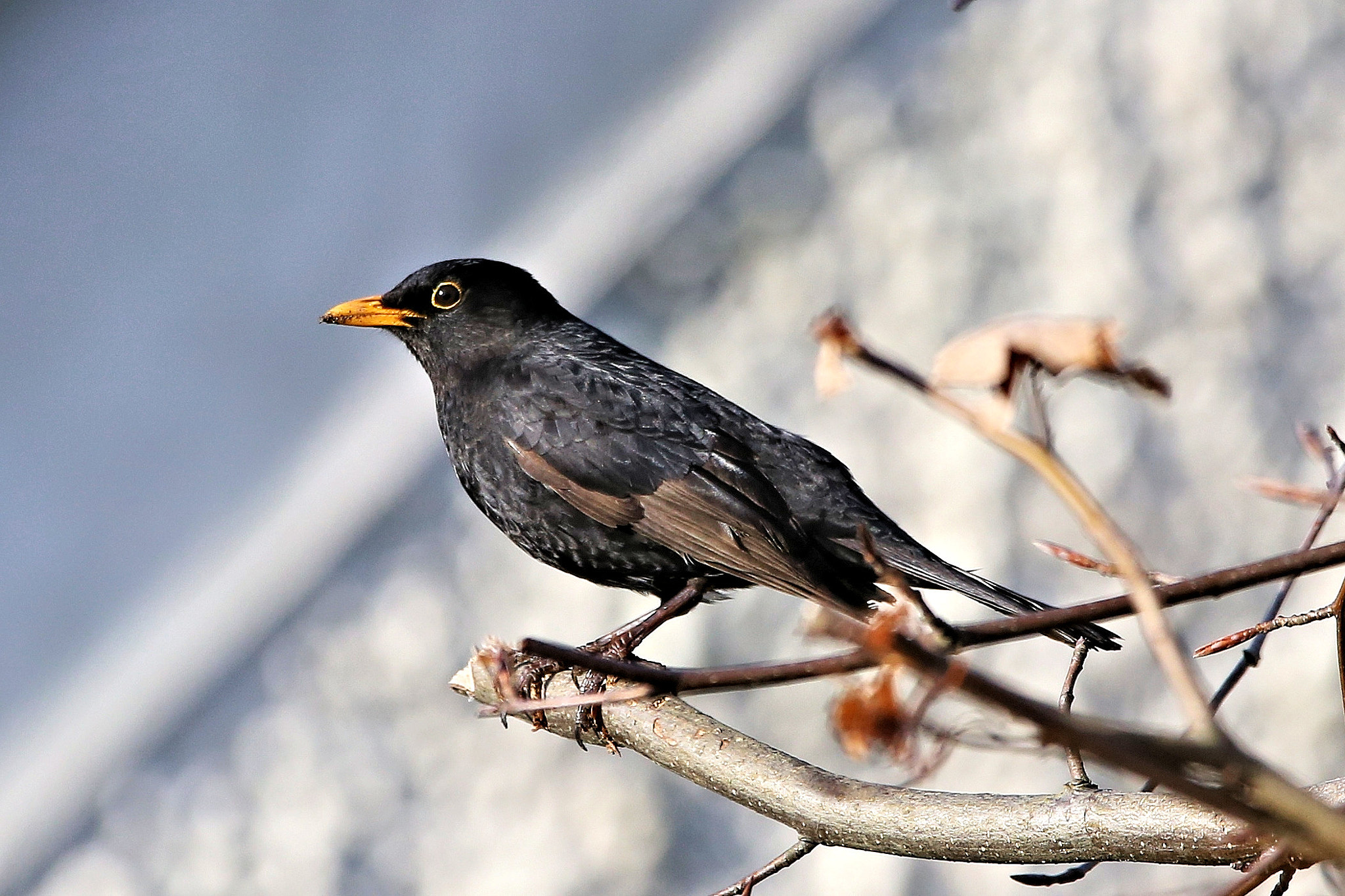 150-600mm F5-6.3 DG OS HSM | Contemporary 015 sample photo. Common blackbird photography