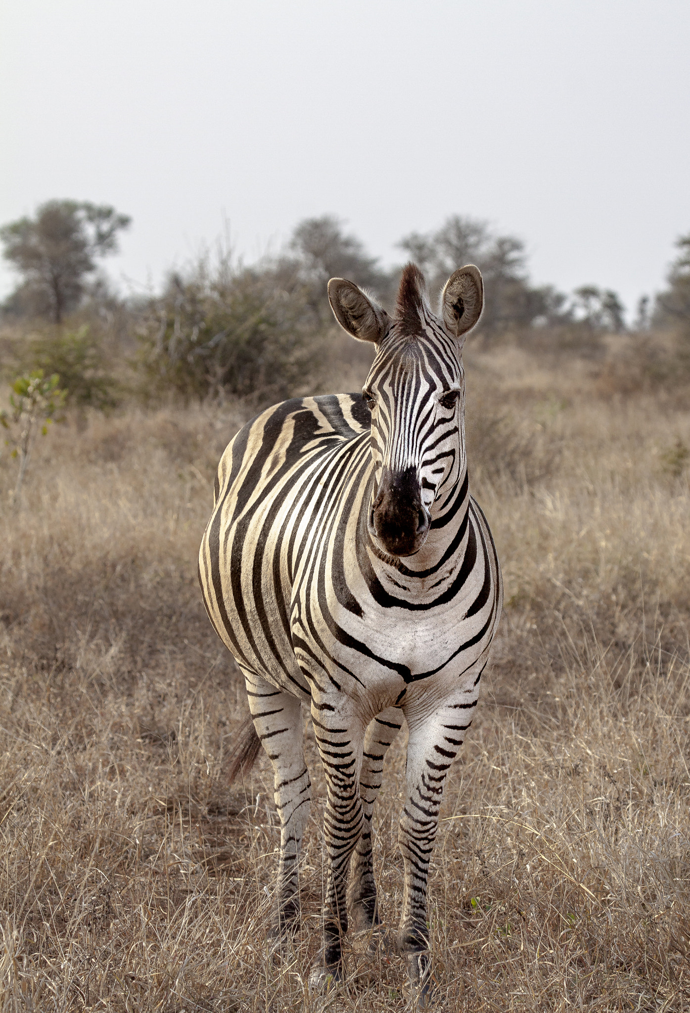 Canon EOS 50D + Canon EF 100-400mm F4.5-5.6L IS USM sample photo. Really pretty zebra photography