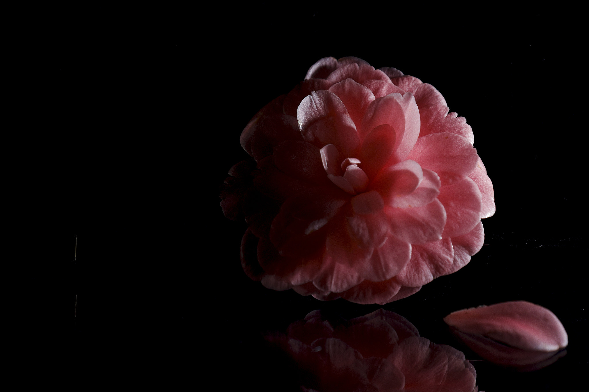 Fujifilm XF 18-135mm F3.5-5.6 R LM OIS WR sample photo. Camelia photography