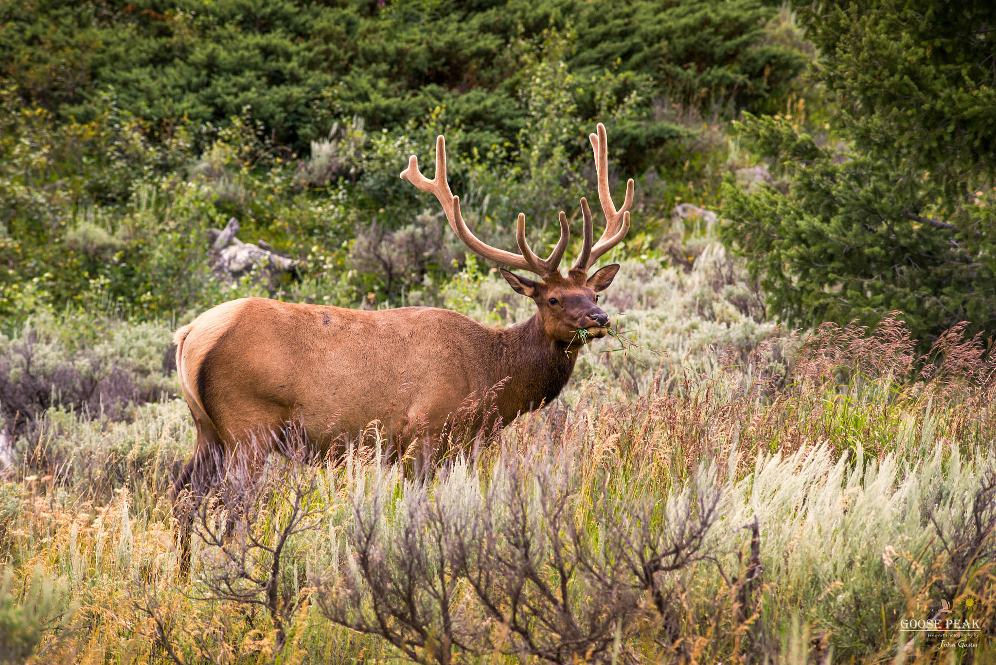 Minolta AF 70-210mm F4 Macro sample photo. Yellowstone elk photography