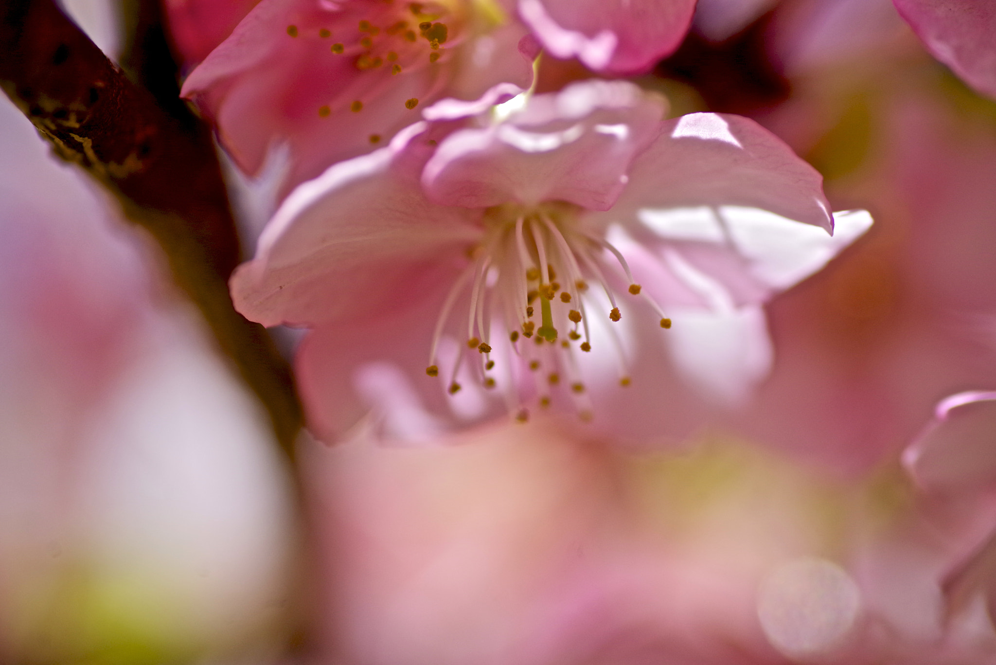 Tamron SP AF 90mm F2.8 Di Macro sample photo. Blooming photography
