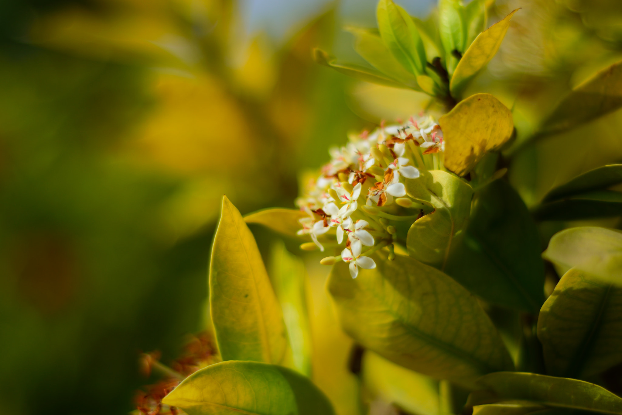 Nikon D3300 + Nikon AF Nikkor 50mm F1.8D sample photo. Flowers photography