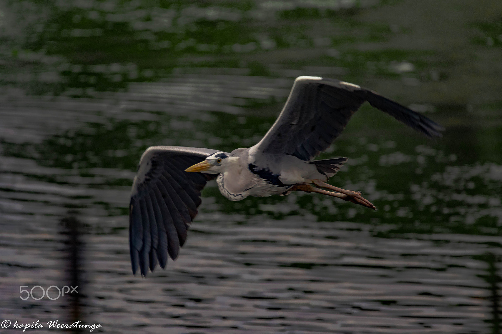Sigma 150-600mm F5-6.3 DG OS HSM | S sample photo