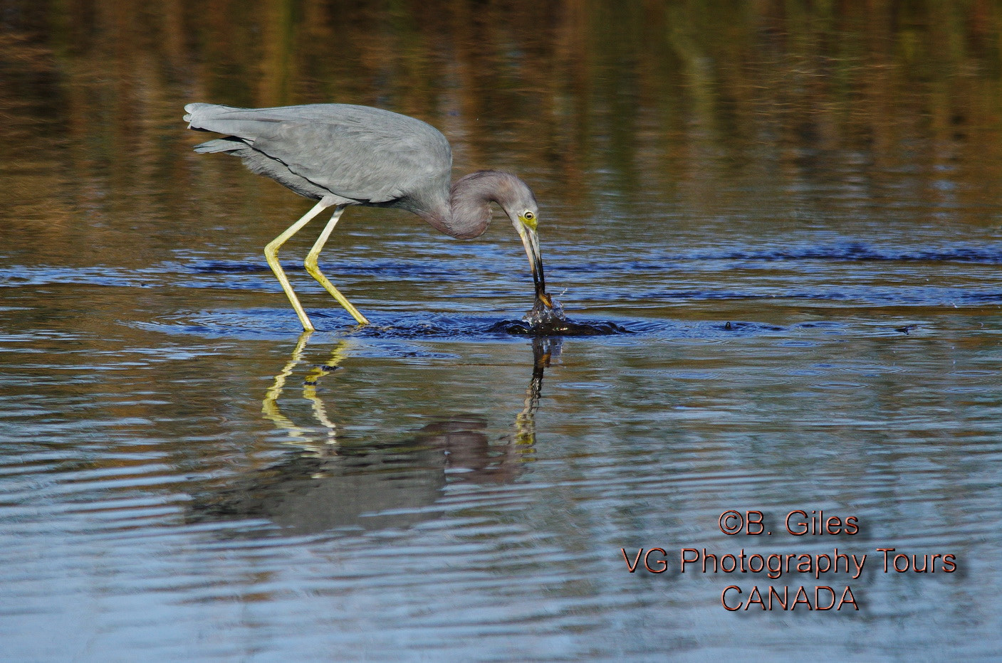 Sigma 150-500mm F5-6.3 DG OS HSM sample photo. Got it!!! photography