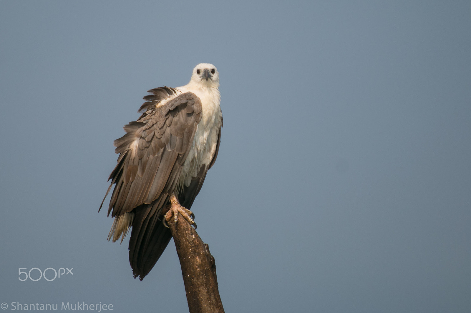 Canon EOS 70D + Tamron SP 35mm F1.8 Di VC USD sample photo. White bellied sea eagle photography