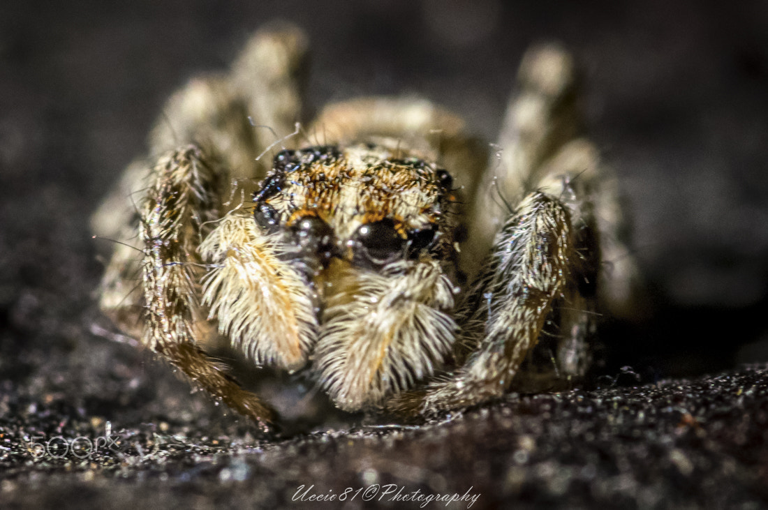 Sony Alpha DSLR-A580 sample photo. Spider photography