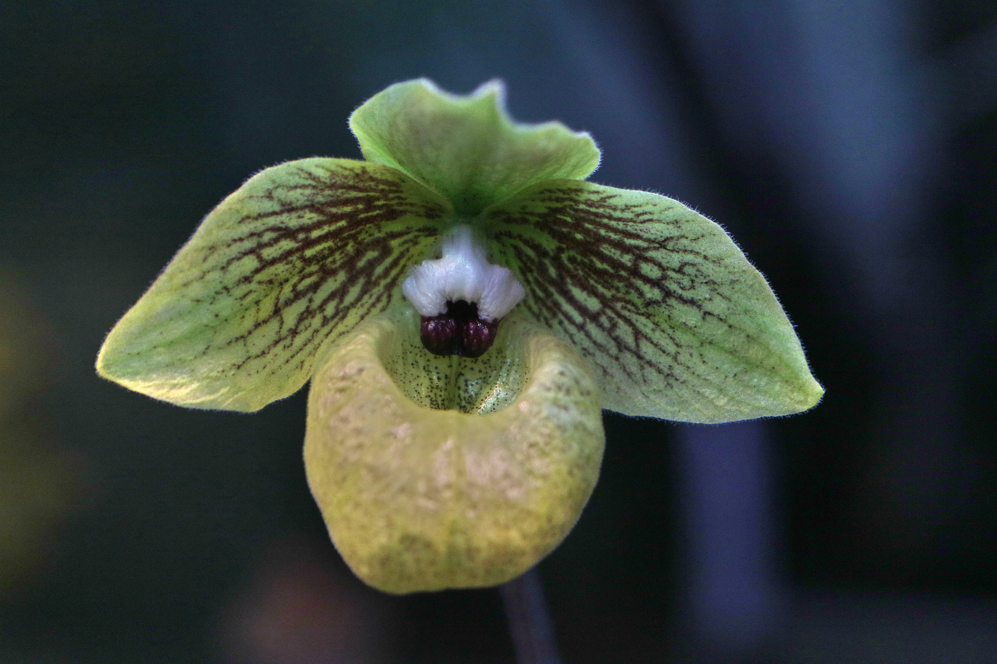 Canon EF 24-70mm F2.8L USM sample photo. A series of orchids photography