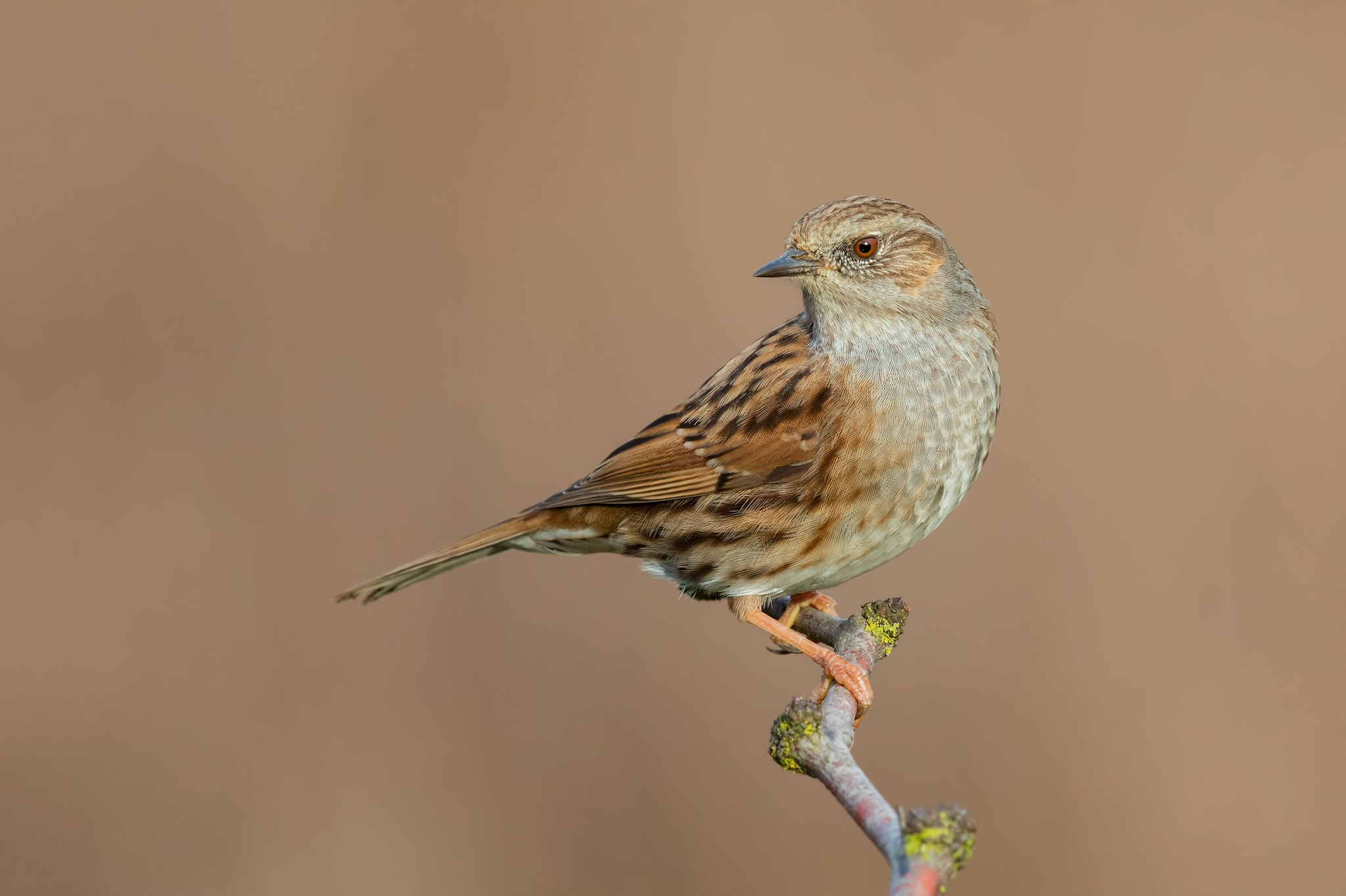 Canon EF 600mm F4L IS II USM sample photo. Dunnock - passera scopaiola photography