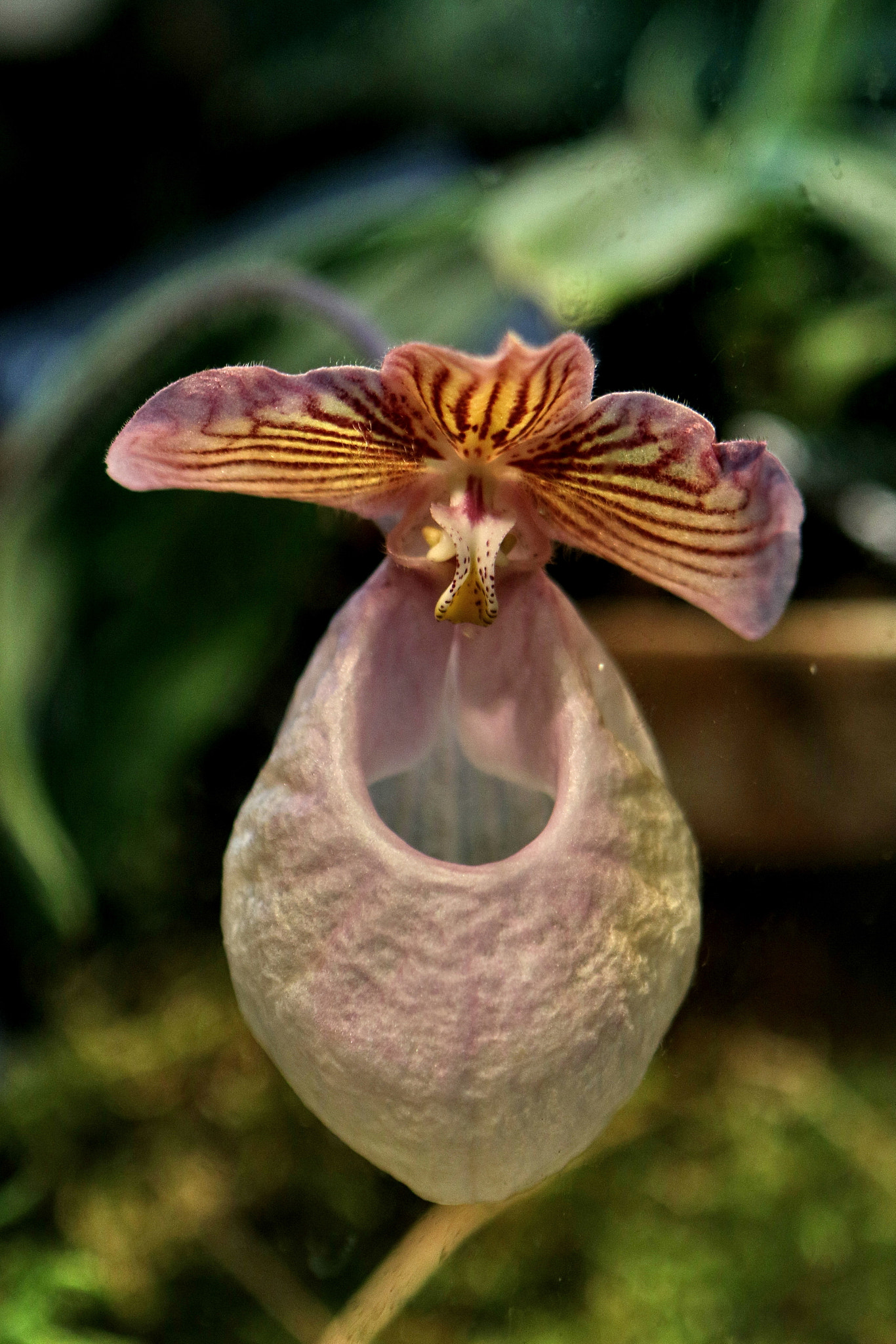 Canon EF 24-70mm F2.8L USM sample photo. A series of orchids photography