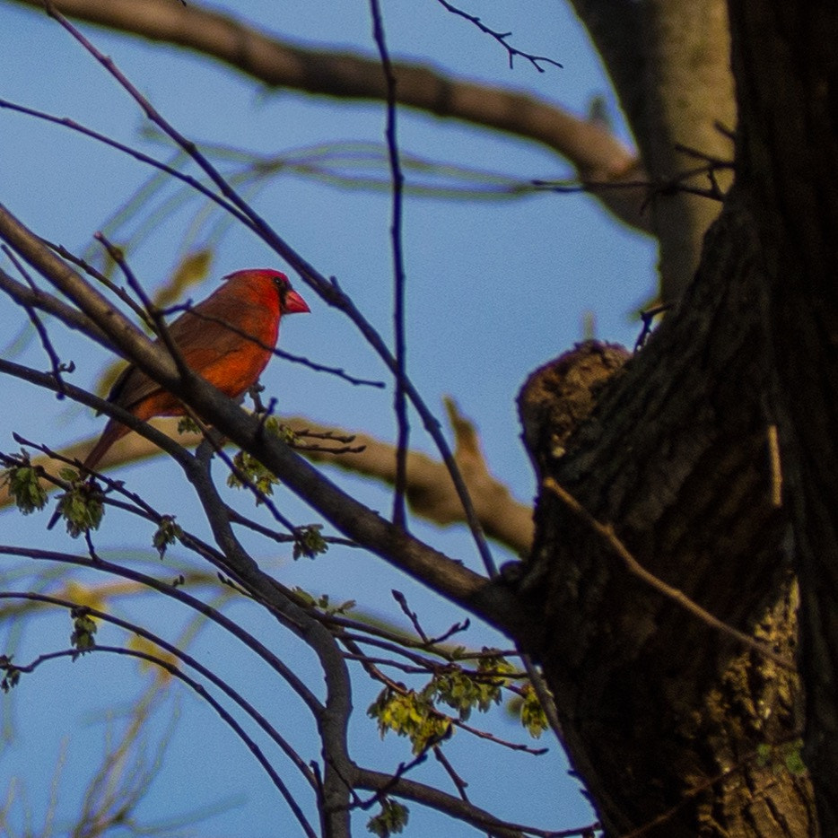 Olympus OM-D E-M10 sample photo. Morning cardinal photography