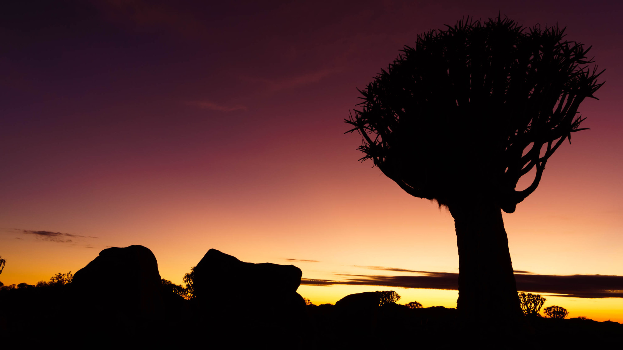 Sony Alpha a5000 (ILCE 5000) + Sony E 10-18mm F4 OSS sample photo. Quiver tree forest at sunrise photography