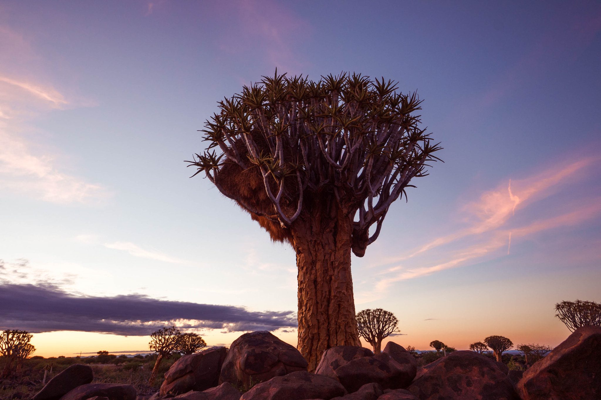 Sony Alpha a5000 (ILCE 5000) + Sony E 10-18mm F4 OSS sample photo. Quiver tree with big birds nest photography