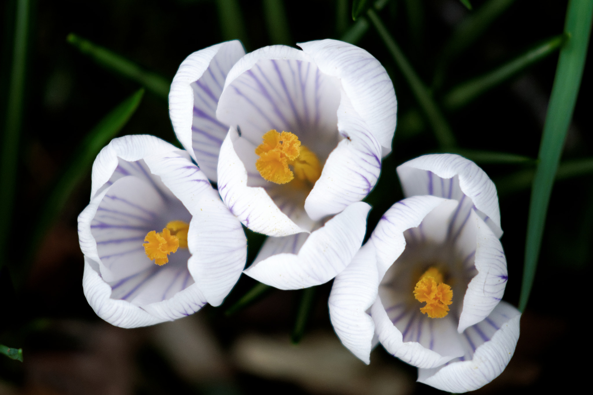 Sigma 50-150mm F2.8 EX APO DC HSM sample photo. Crocus photography