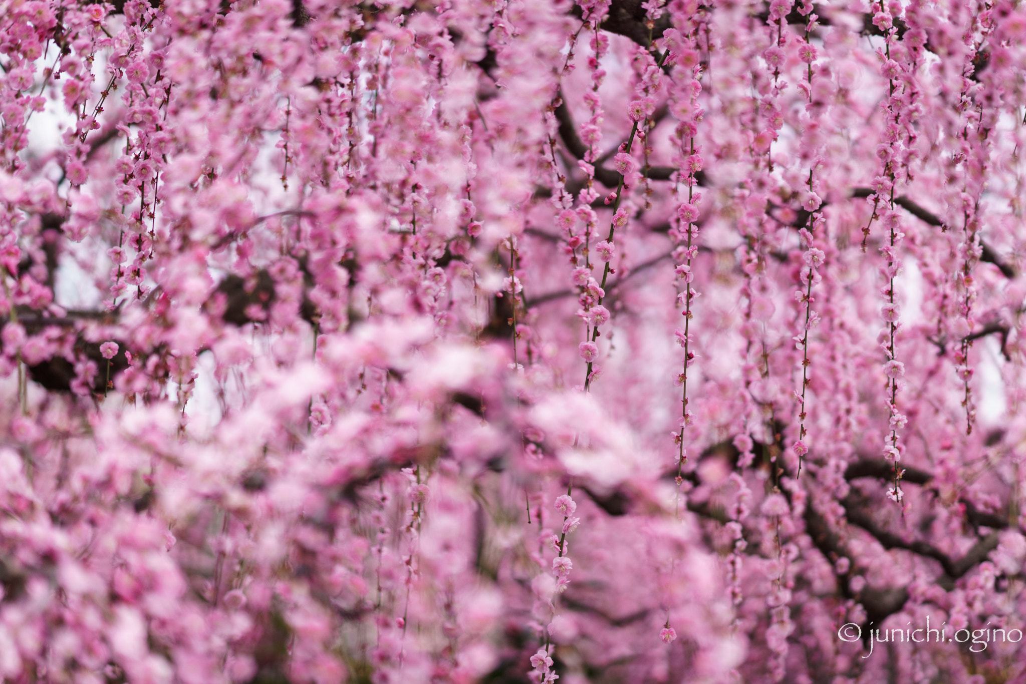 Sony Sonnar T* 135mm F1.8 ZA sample photo. Pink into pink photography